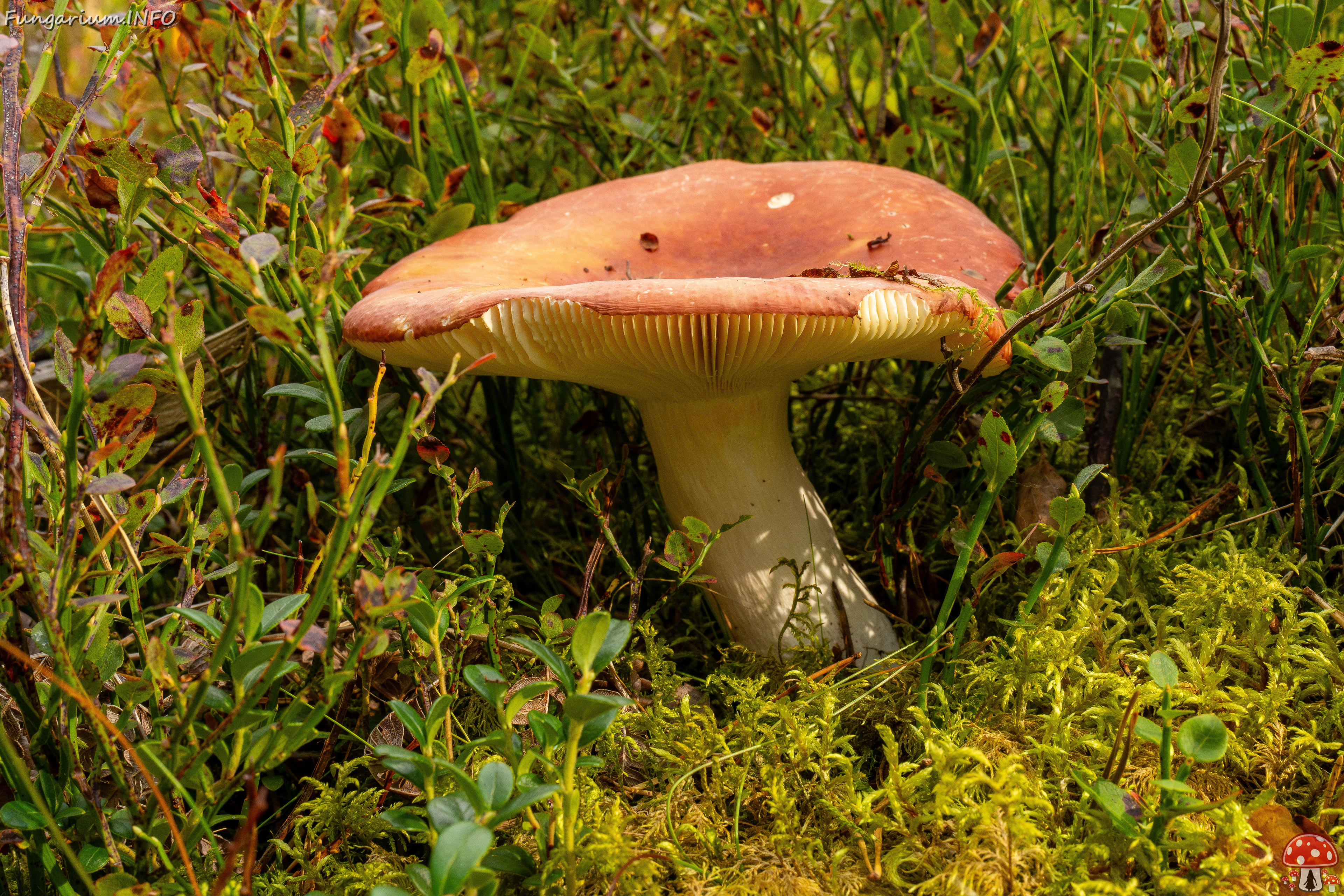 russula-paludosa_1-6 