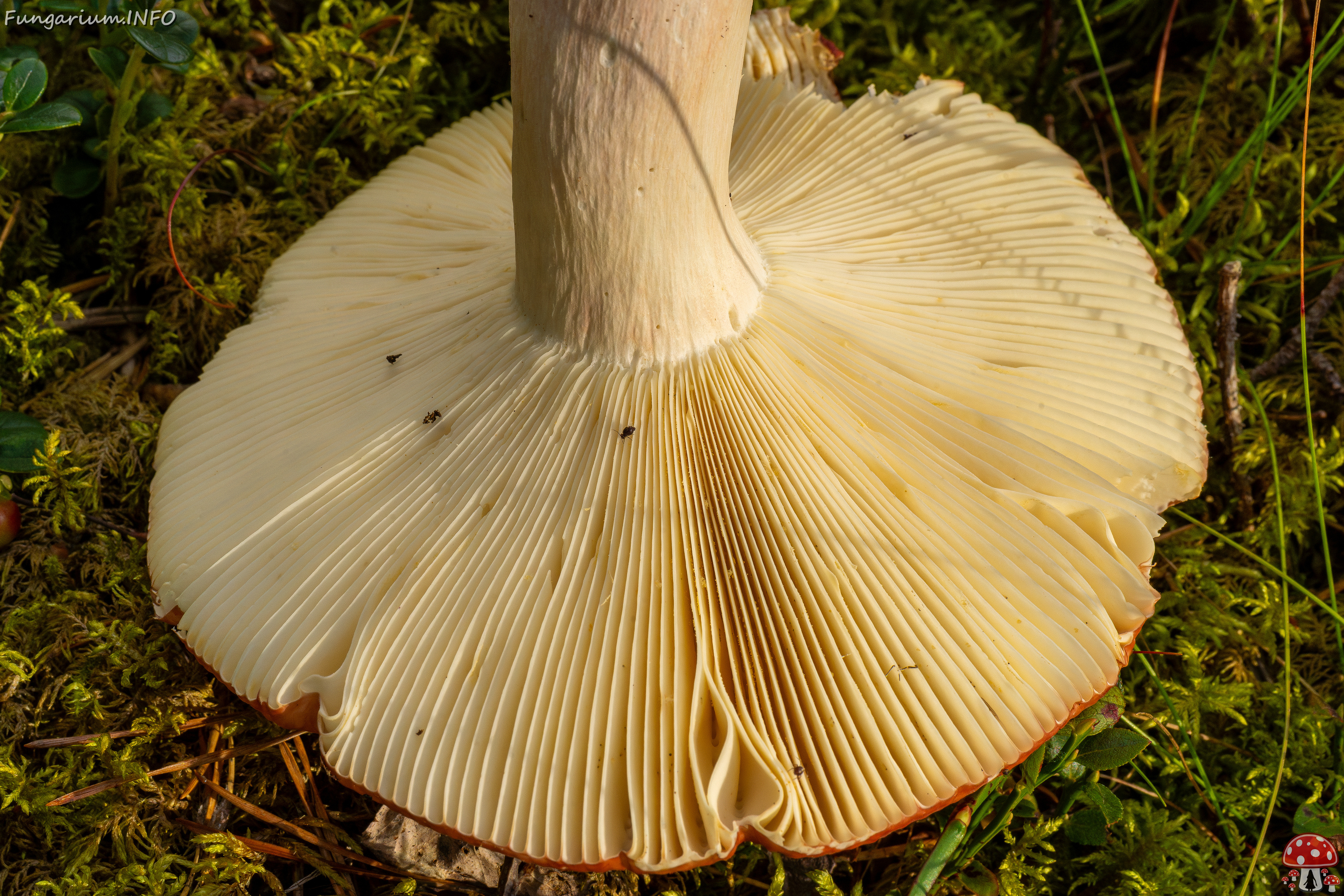 russula-paludosa_1-8 