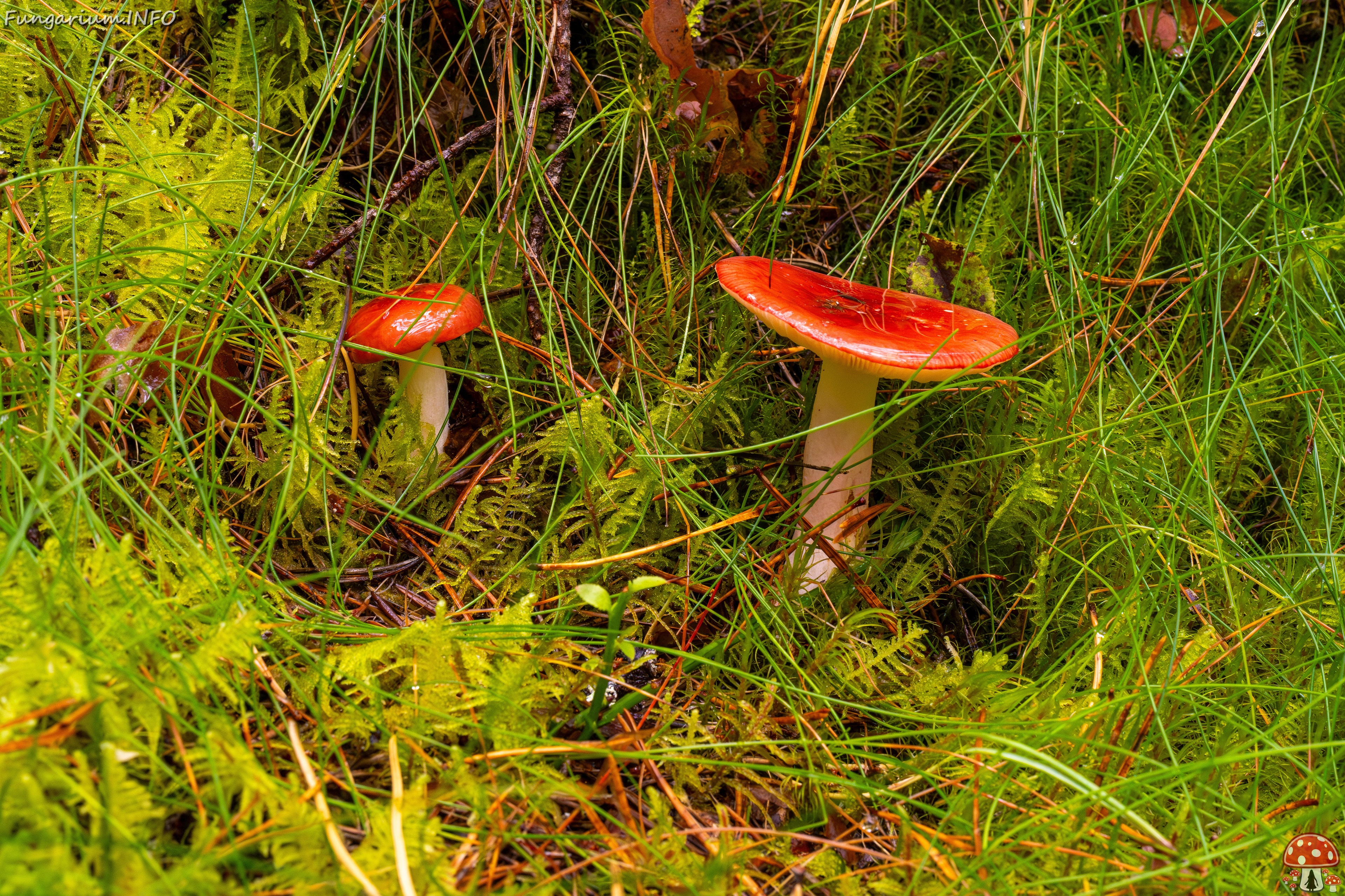 russula-paludosa_2-1 