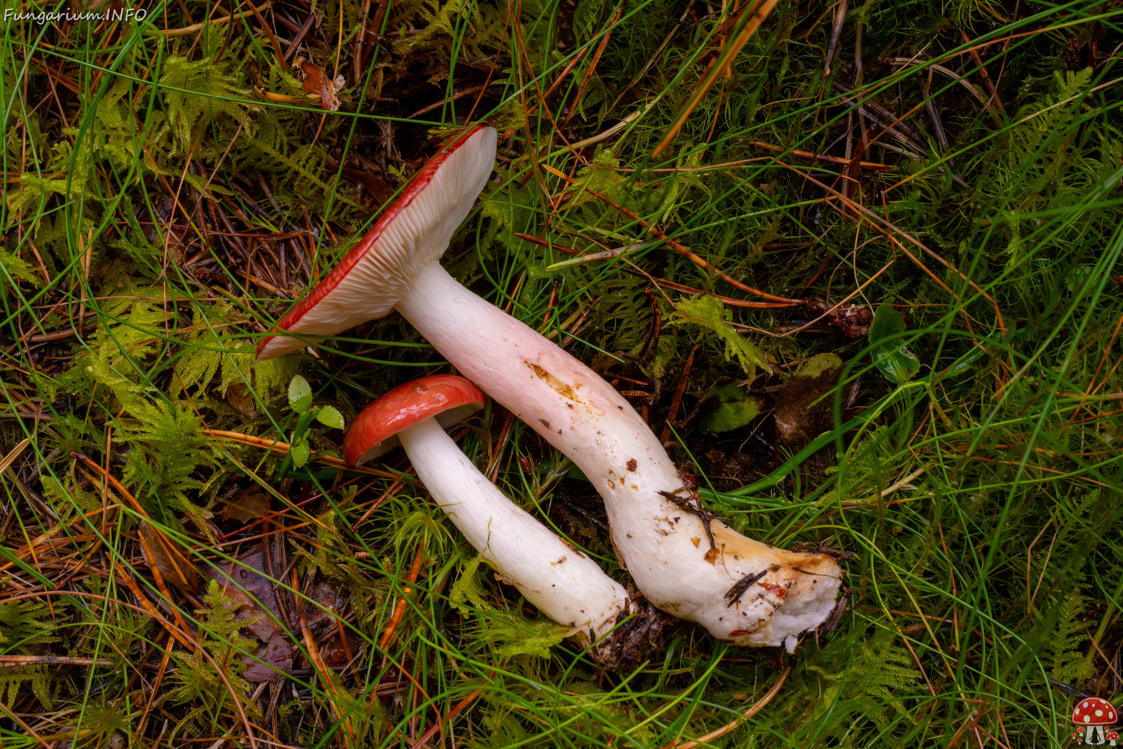 russula-paludosa_2-10 