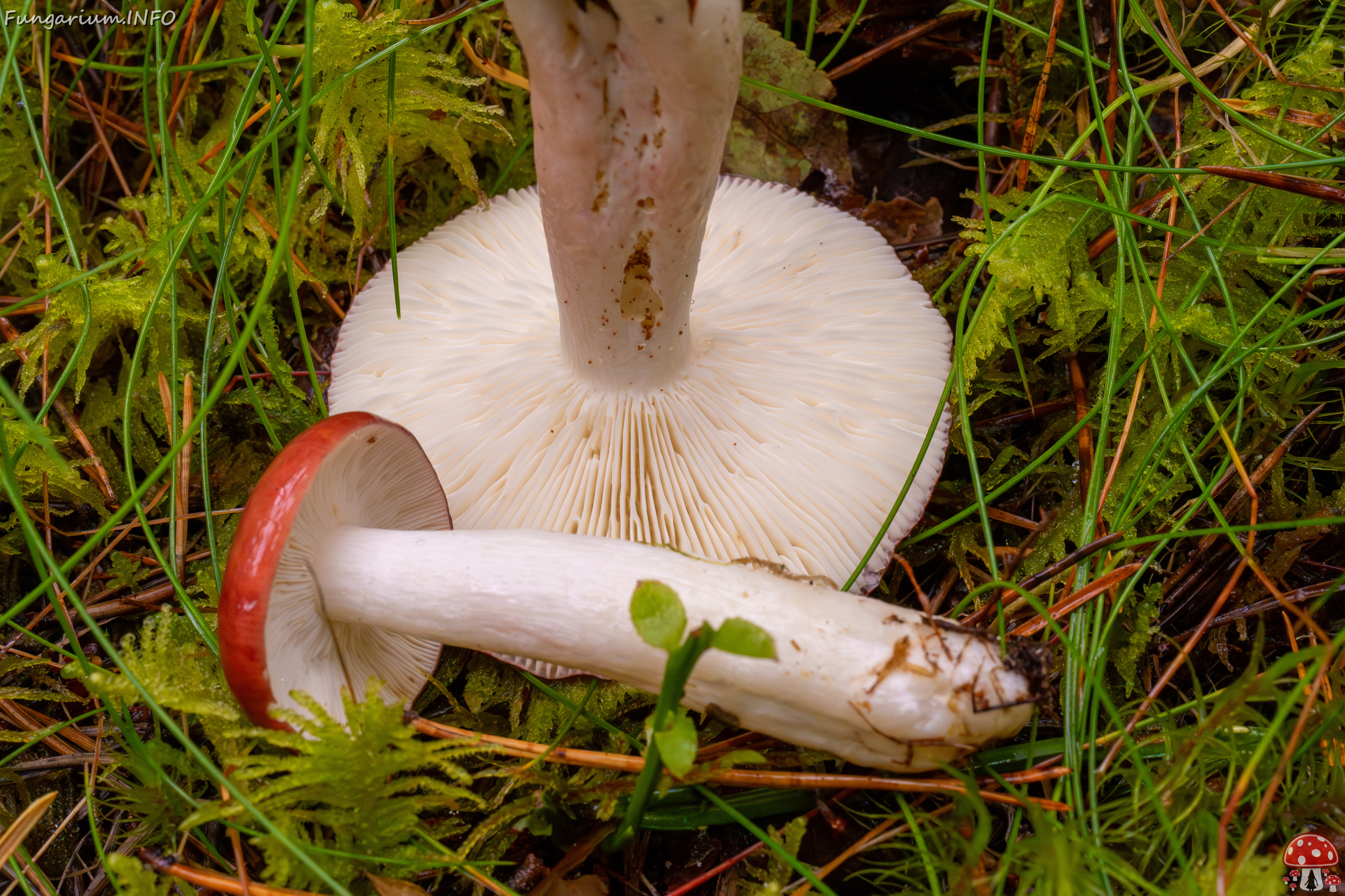 russula-paludosa_2-11 