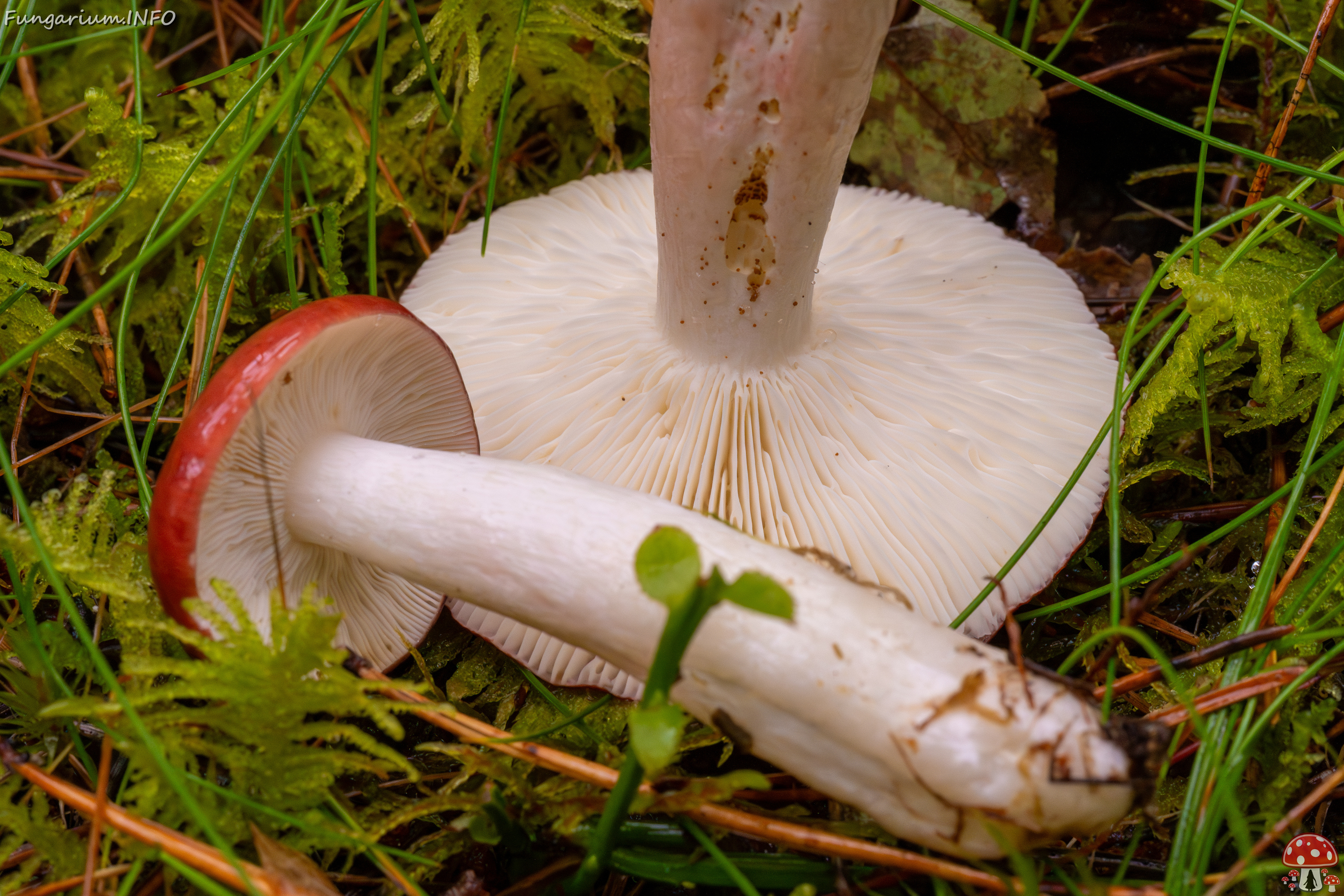 russula-paludosa_2-12 