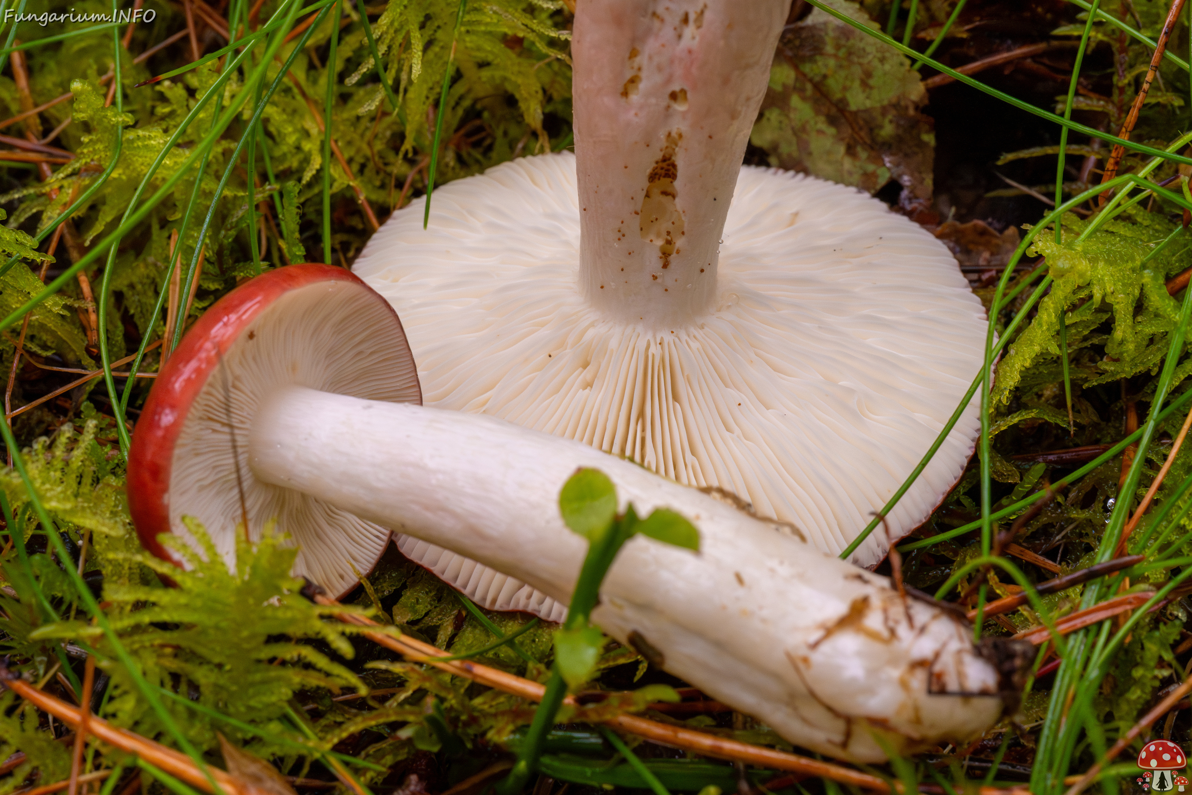 russula-paludosa_2-13 