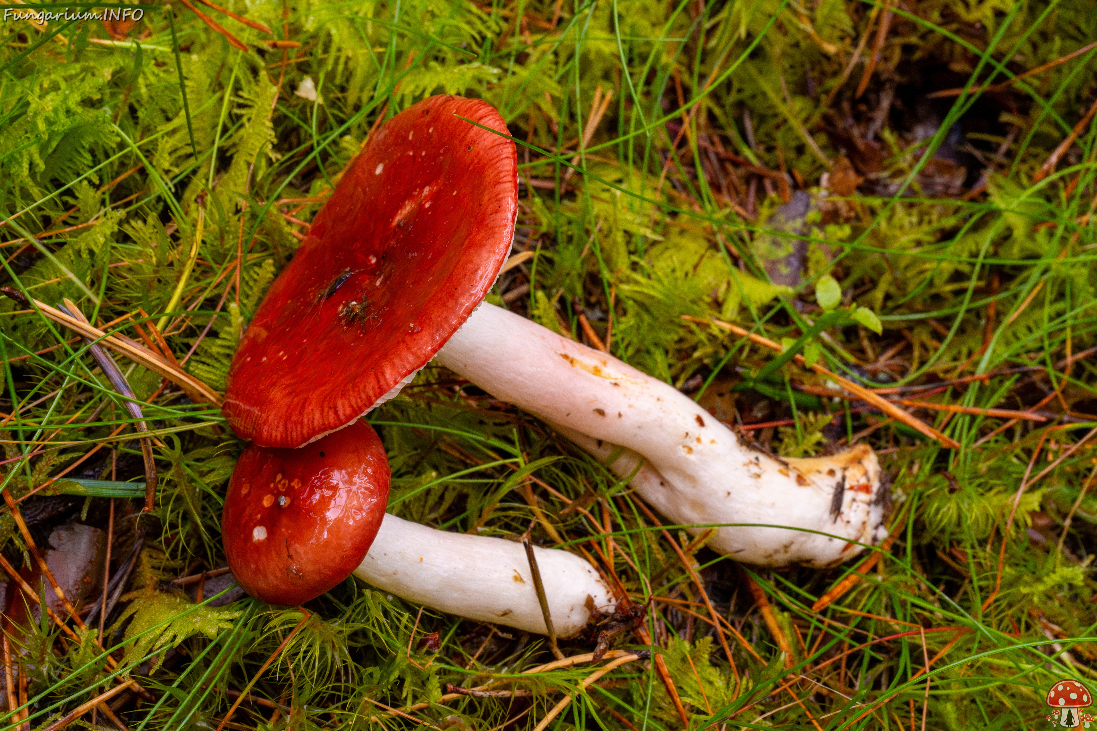 russula-paludosa_2-14 