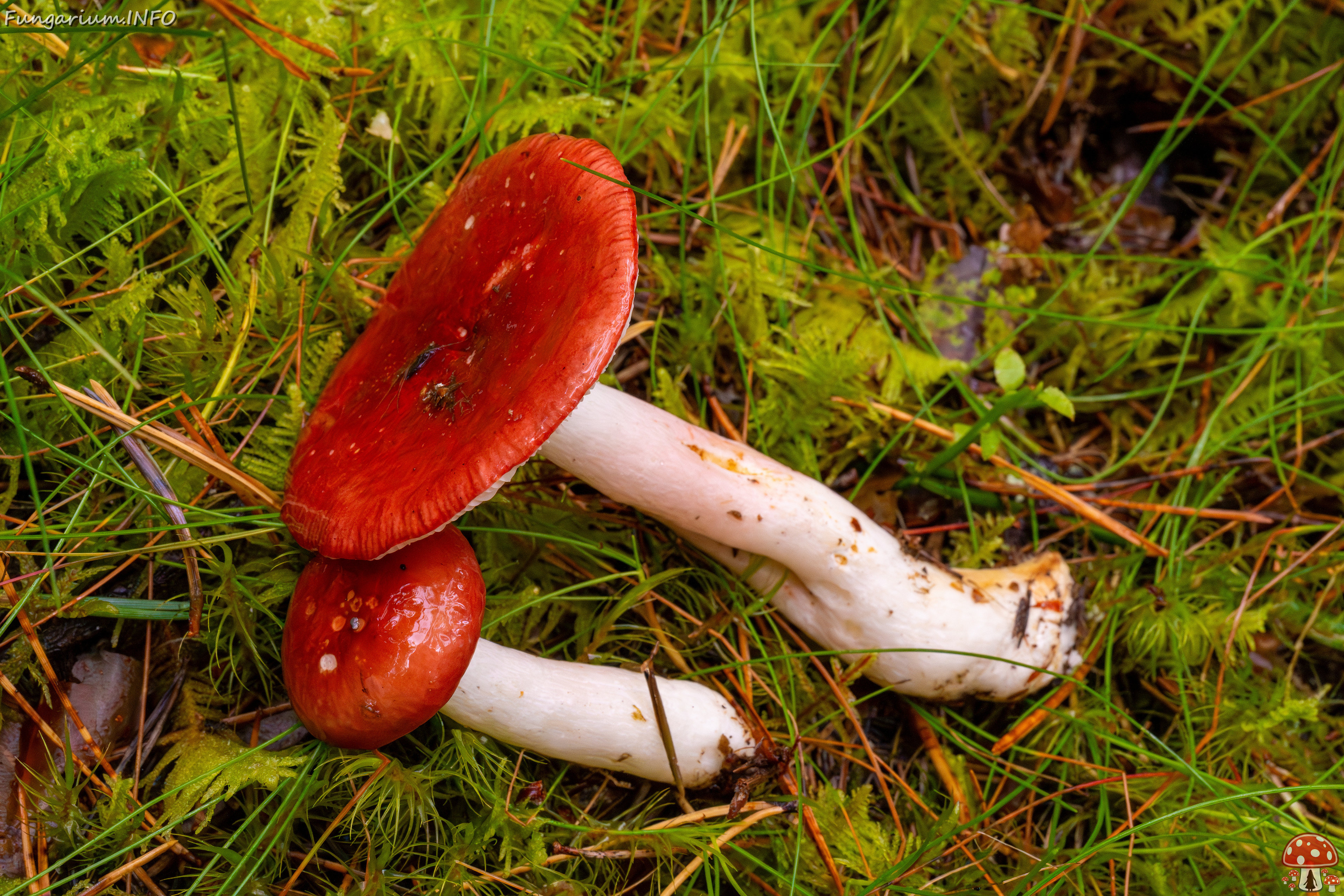 russula-paludosa_2-15 