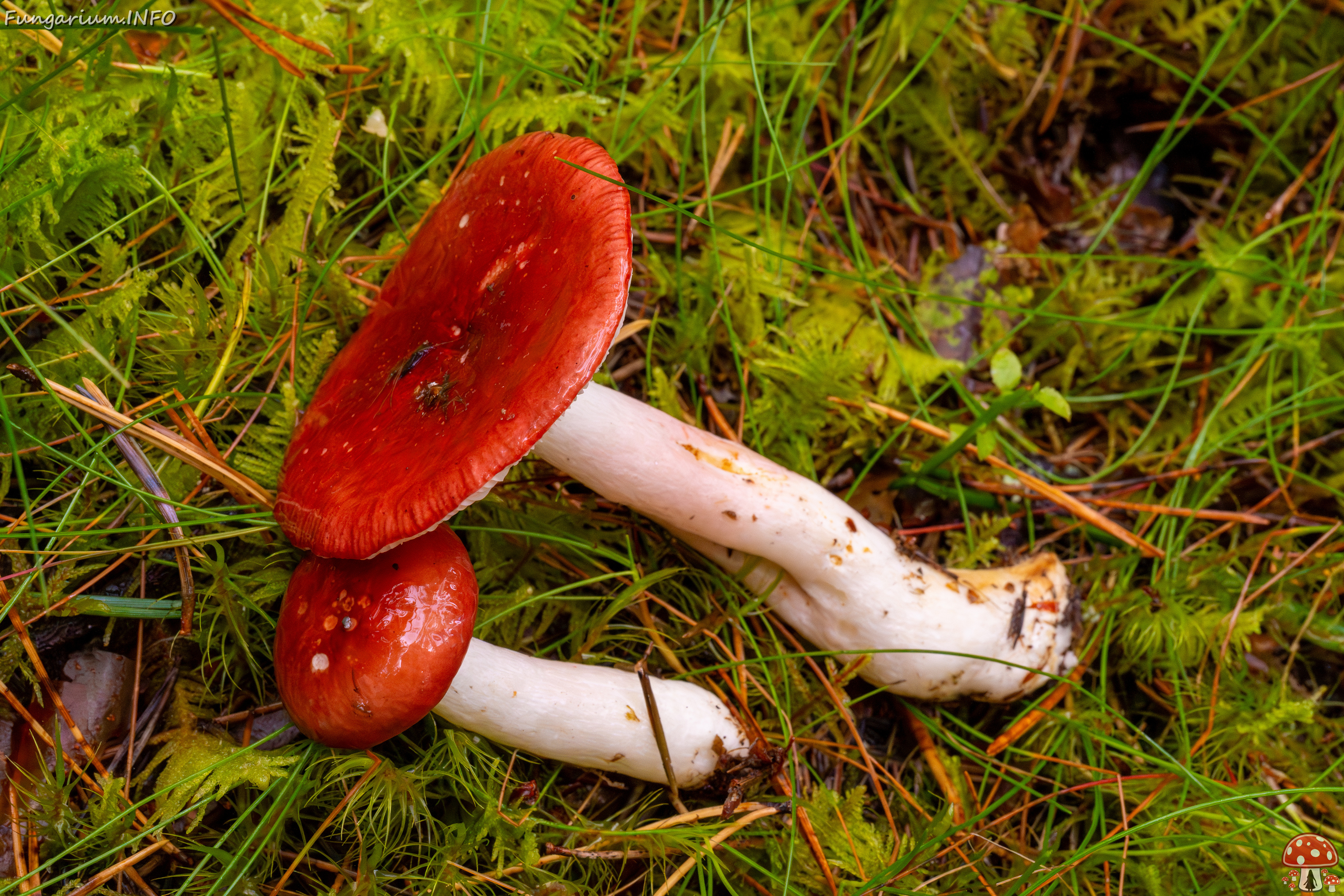 russula-paludosa_2-16 