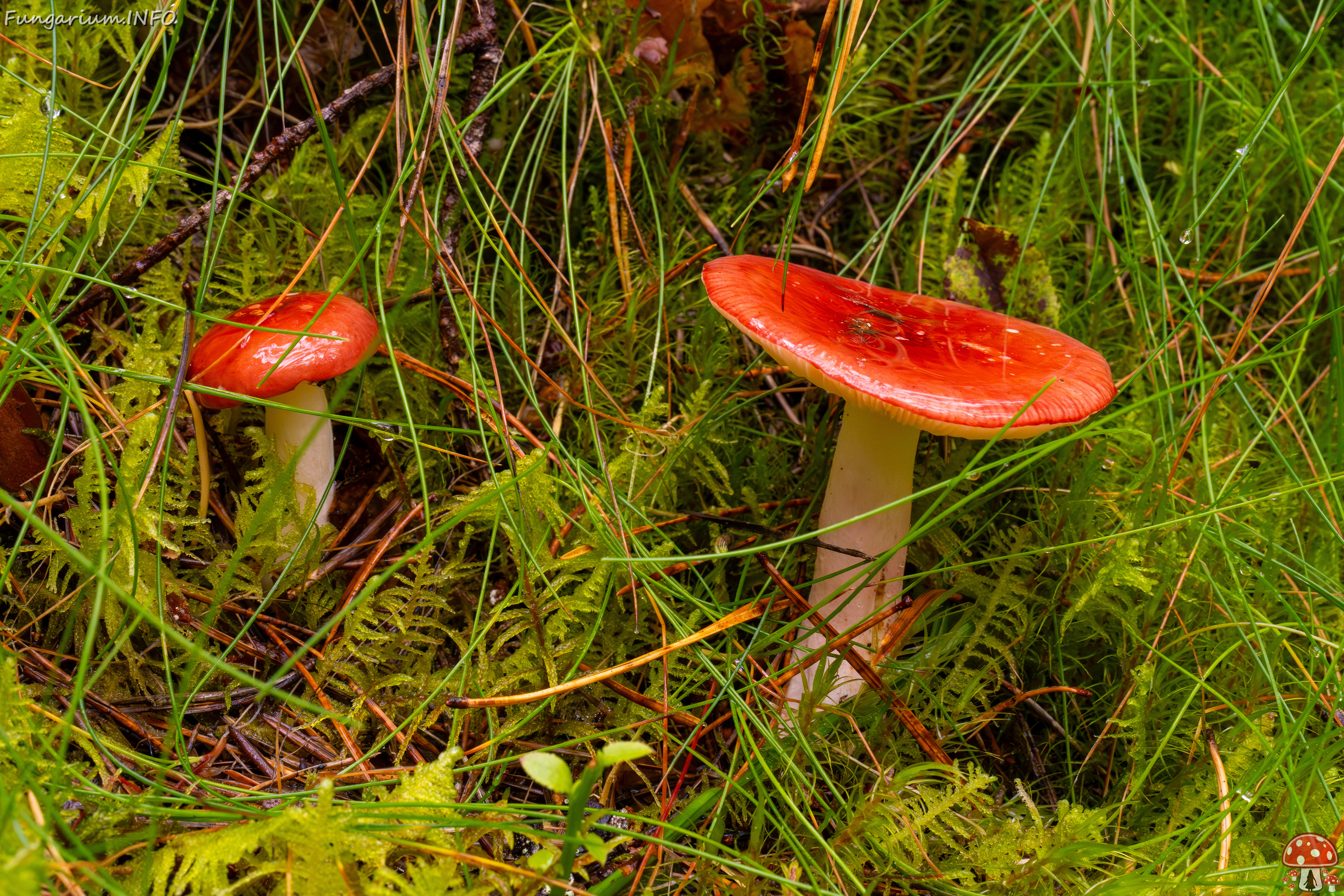 russula-paludosa_2-2 