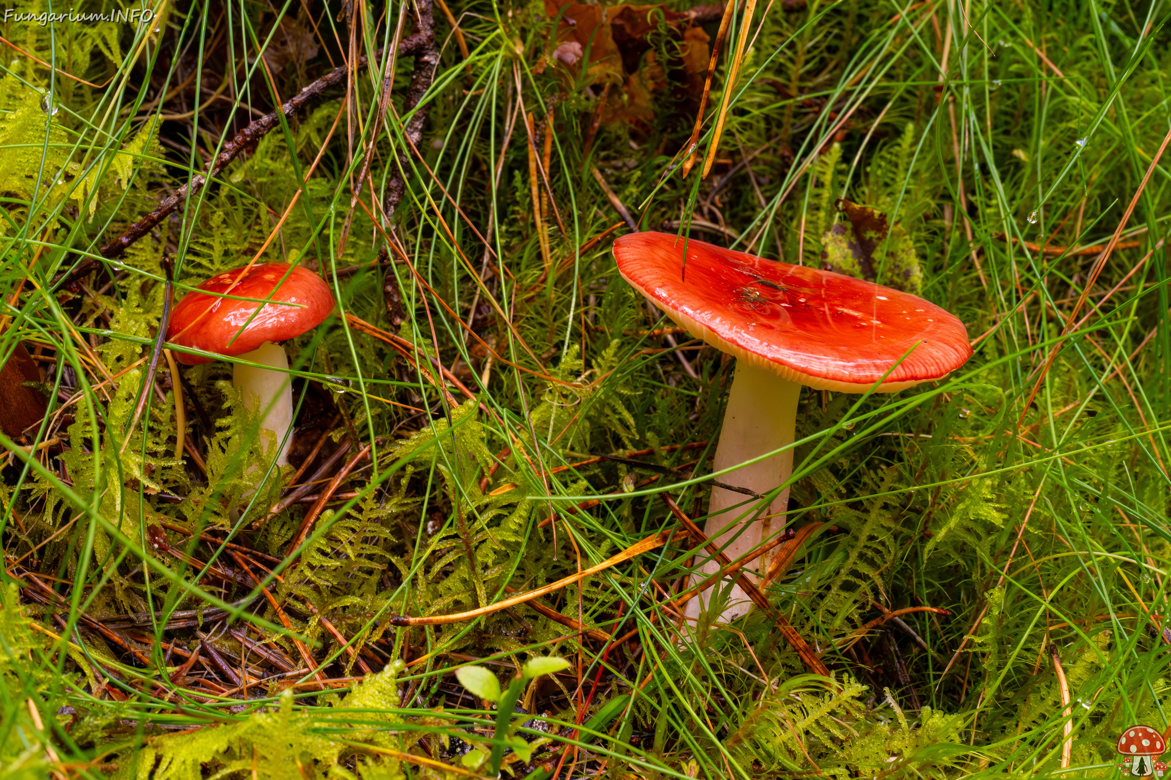 russula-paludosa_2-3 