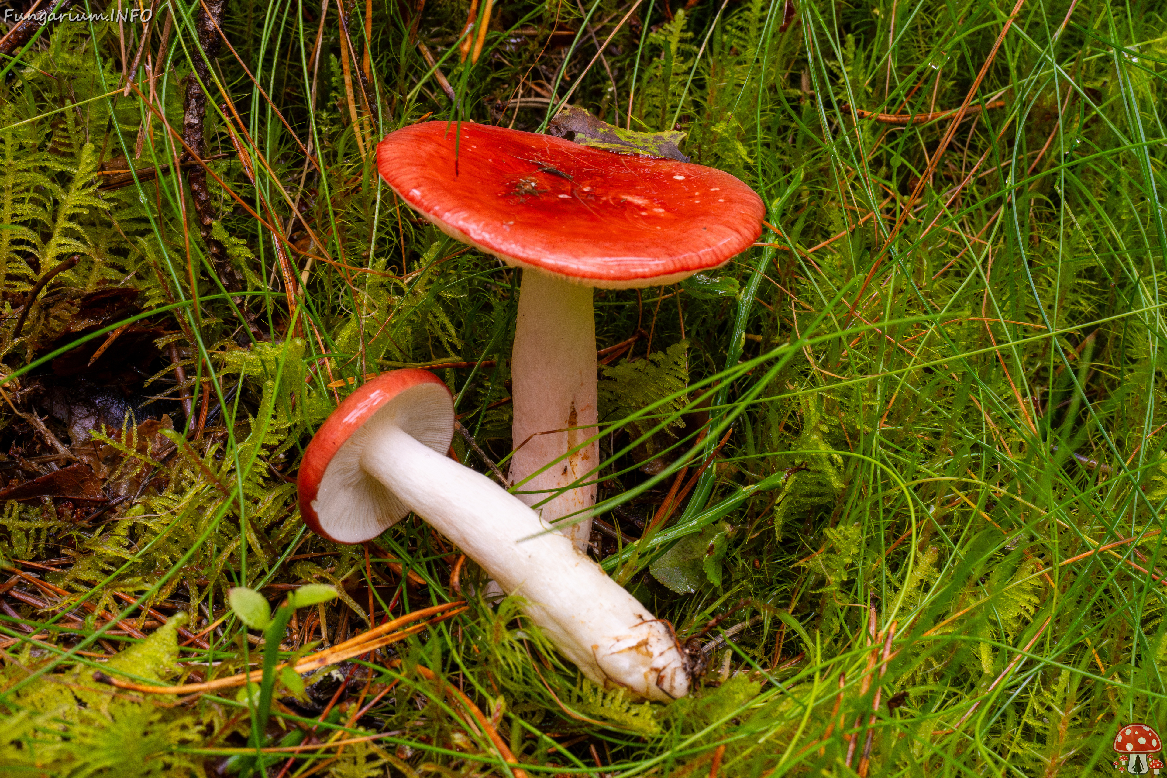 russula-paludosa_2-4 