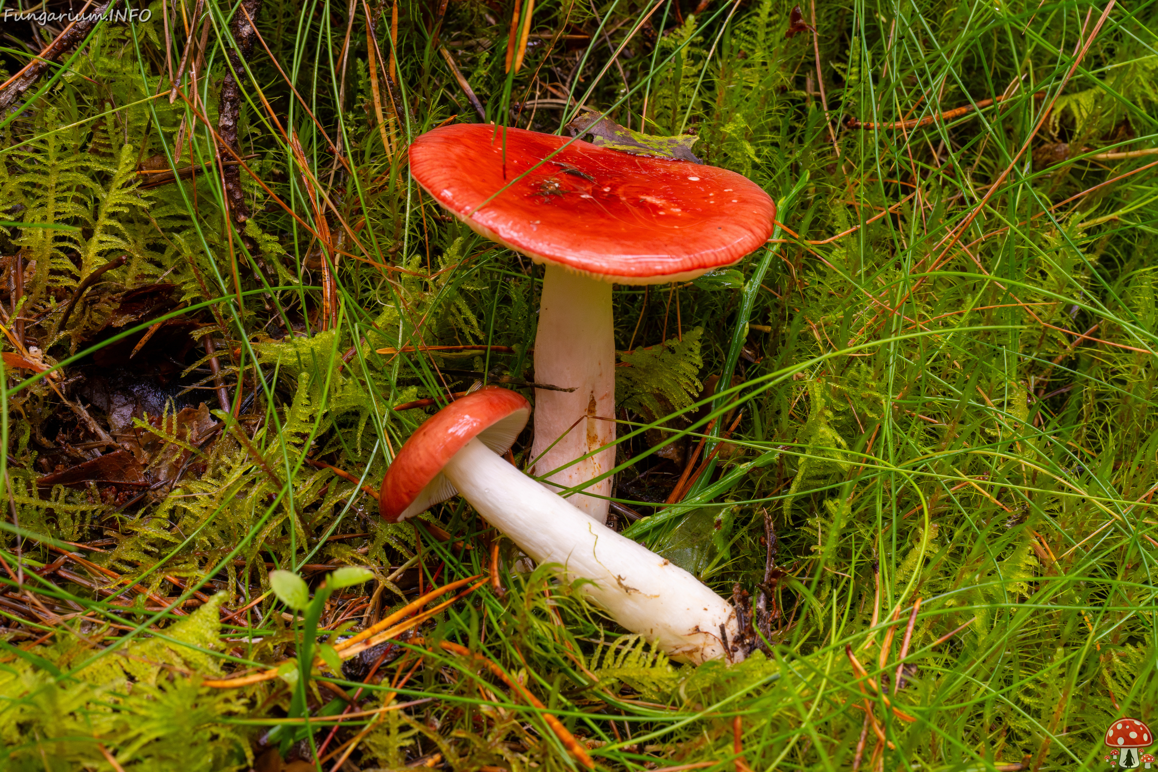 russula-paludosa_2-5 