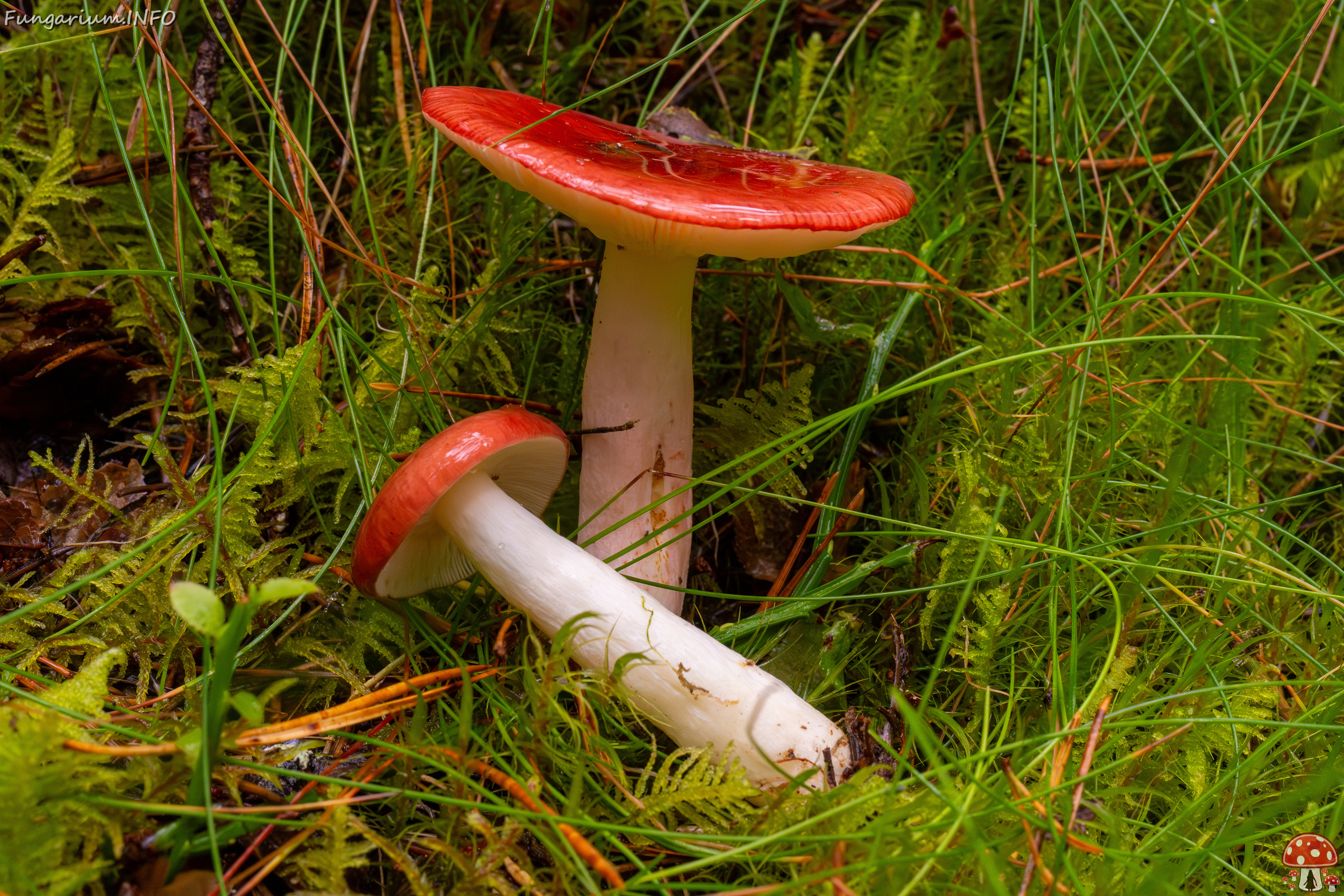 russula-paludosa_2-6 