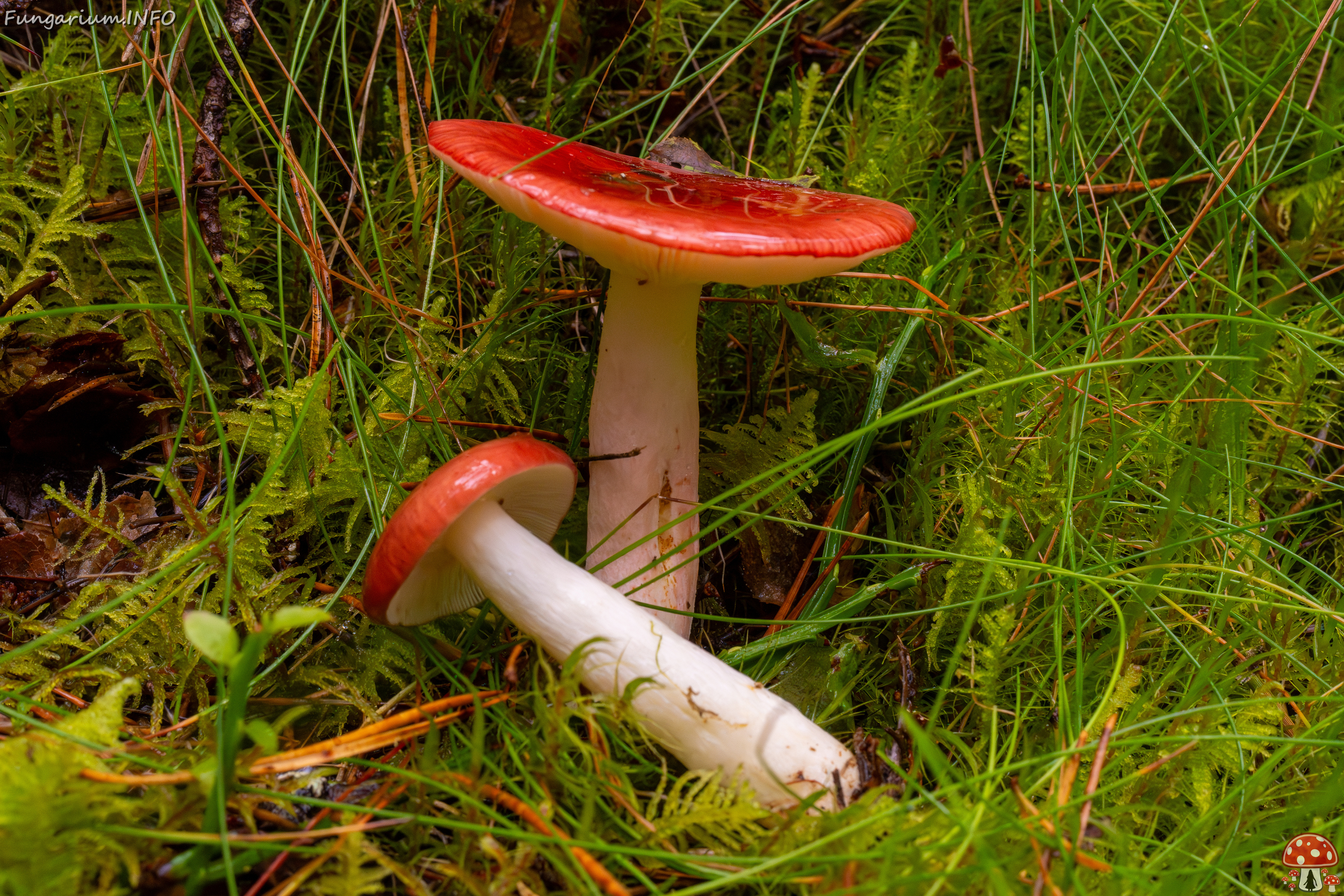 russula-paludosa_2-7 