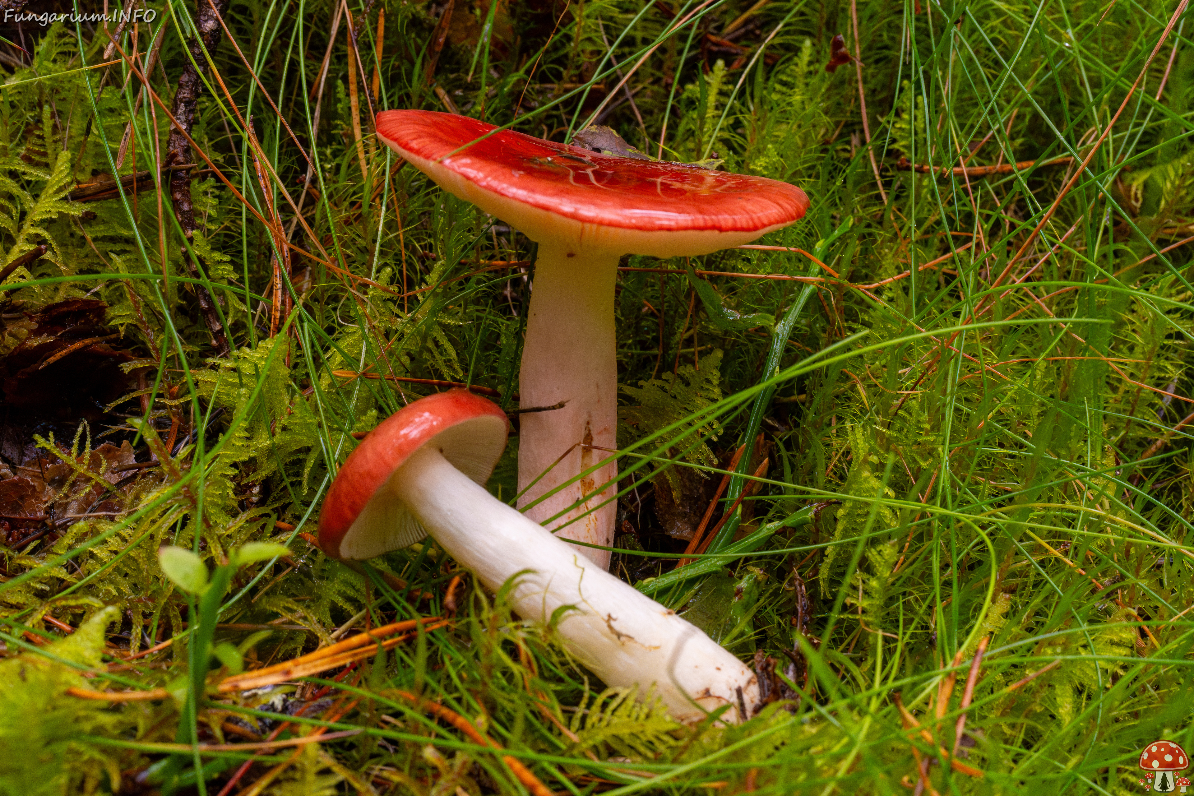 russula-paludosa_2-8 