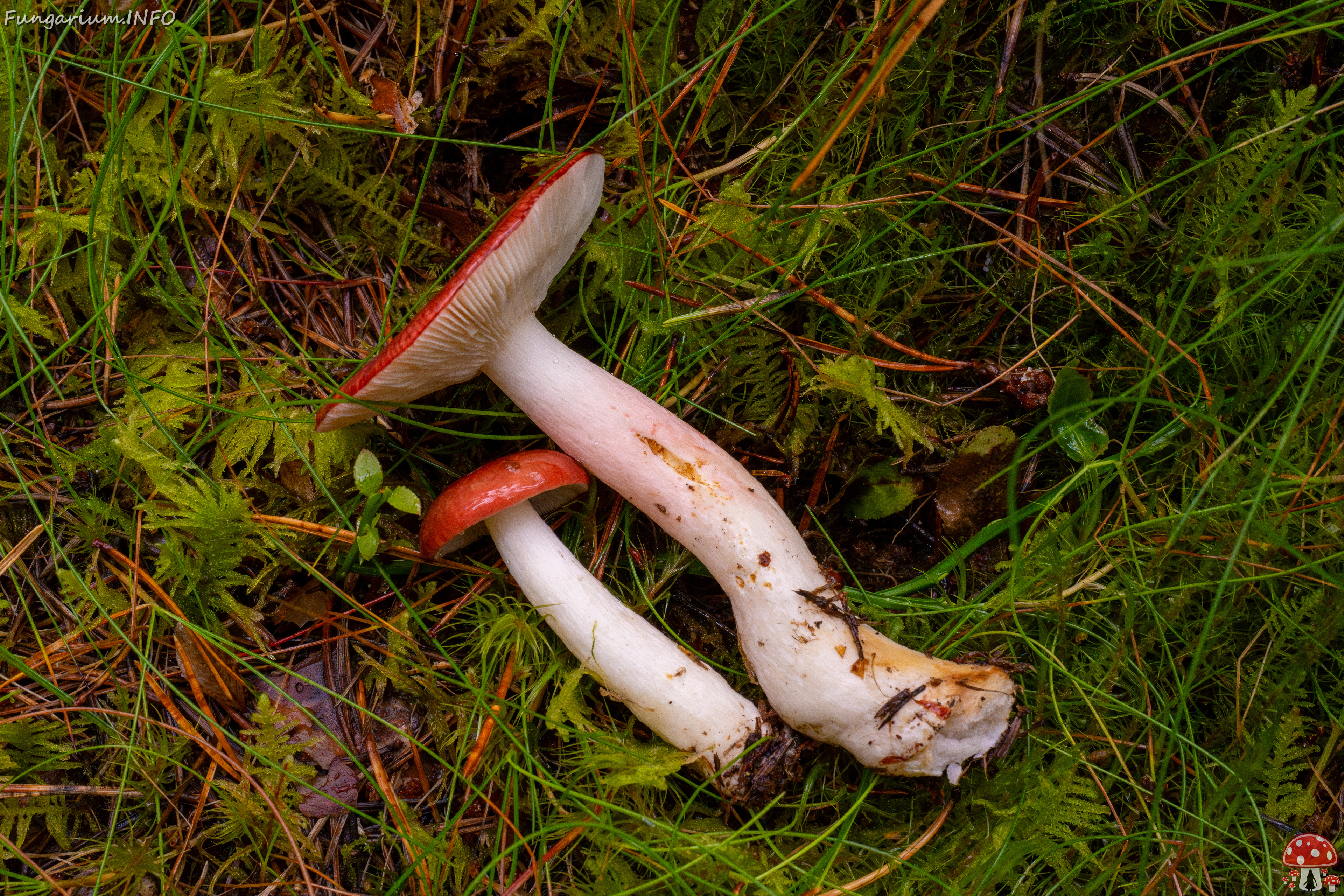 russula-paludosa_2-9 