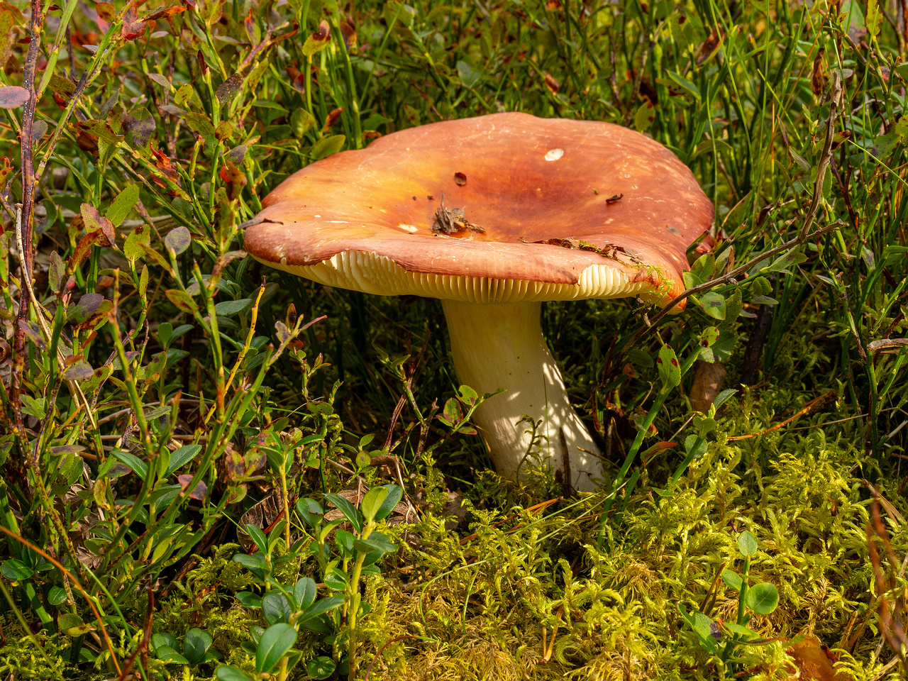 !russula-paludosa_1-3