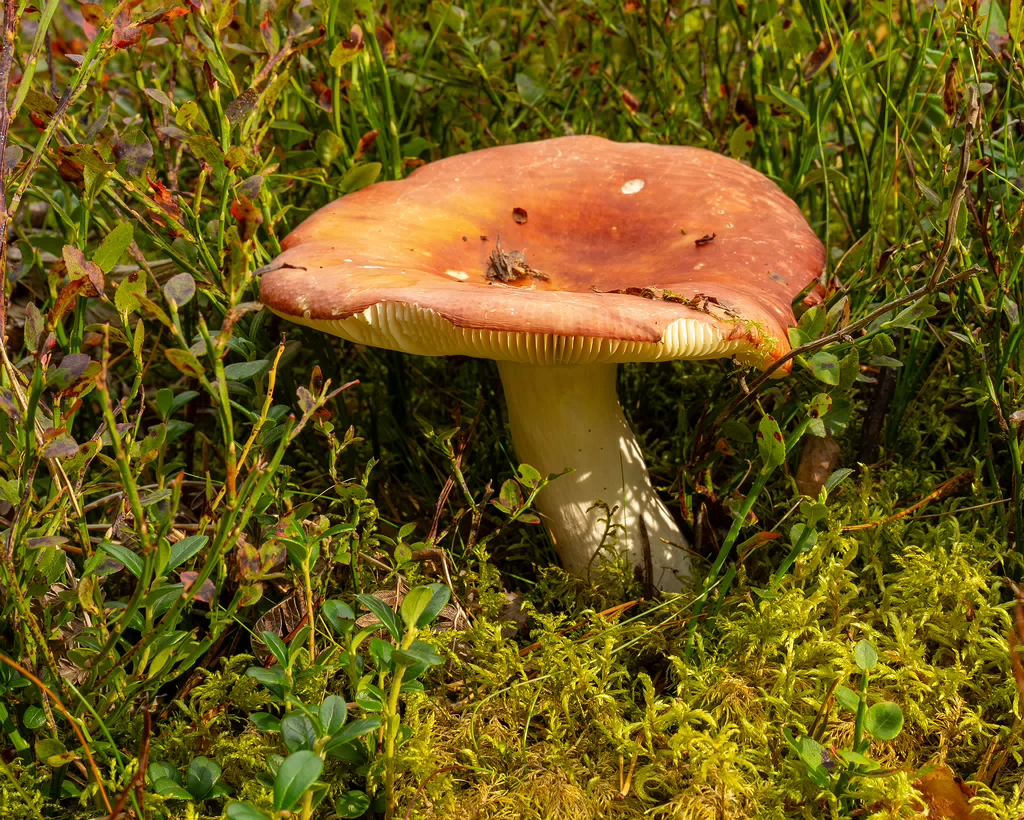 !russula-paludosa_1-3