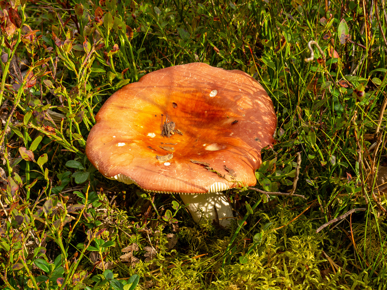 russula-paludosa_1-2