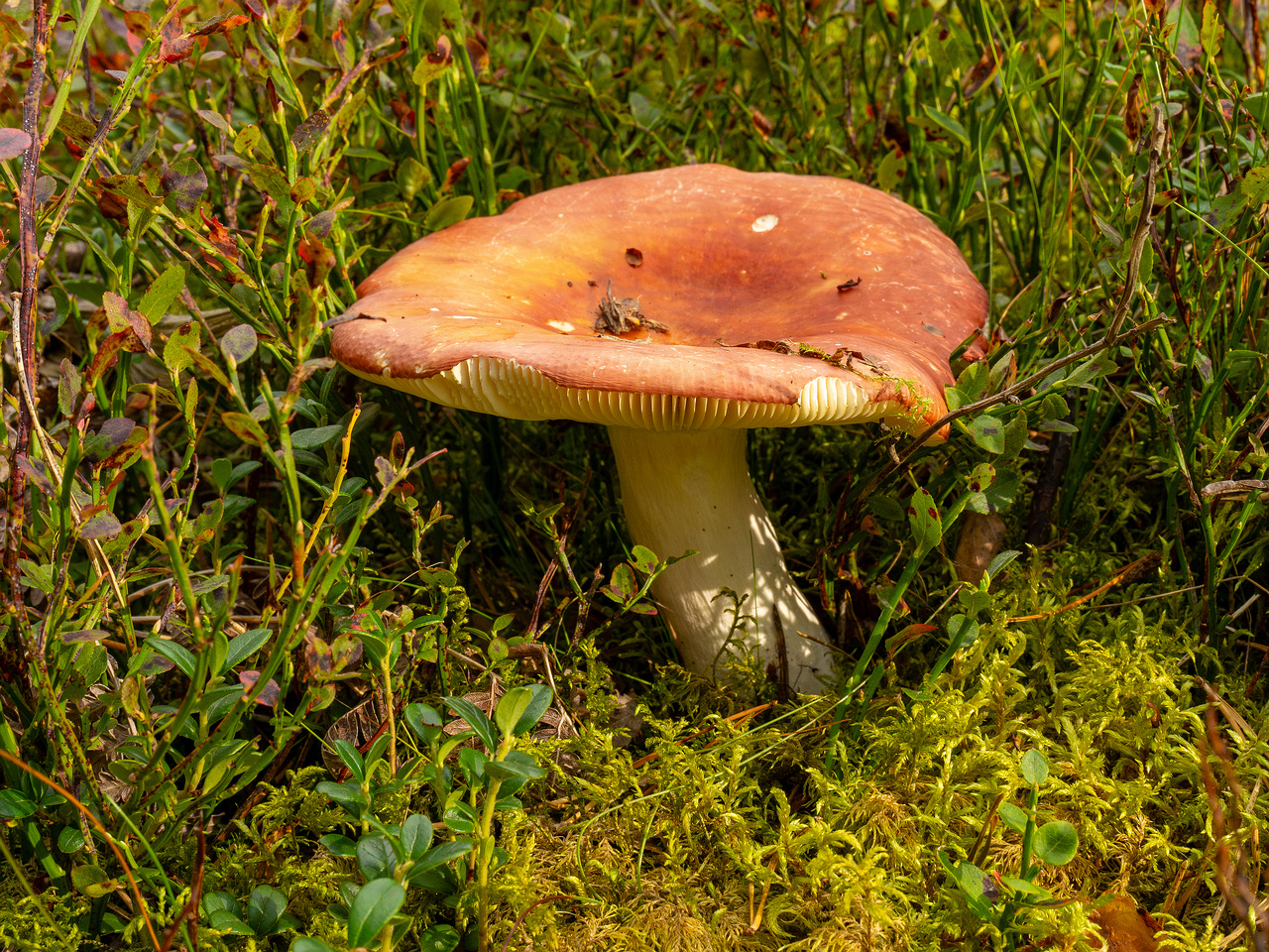 russula-paludosa_1-4