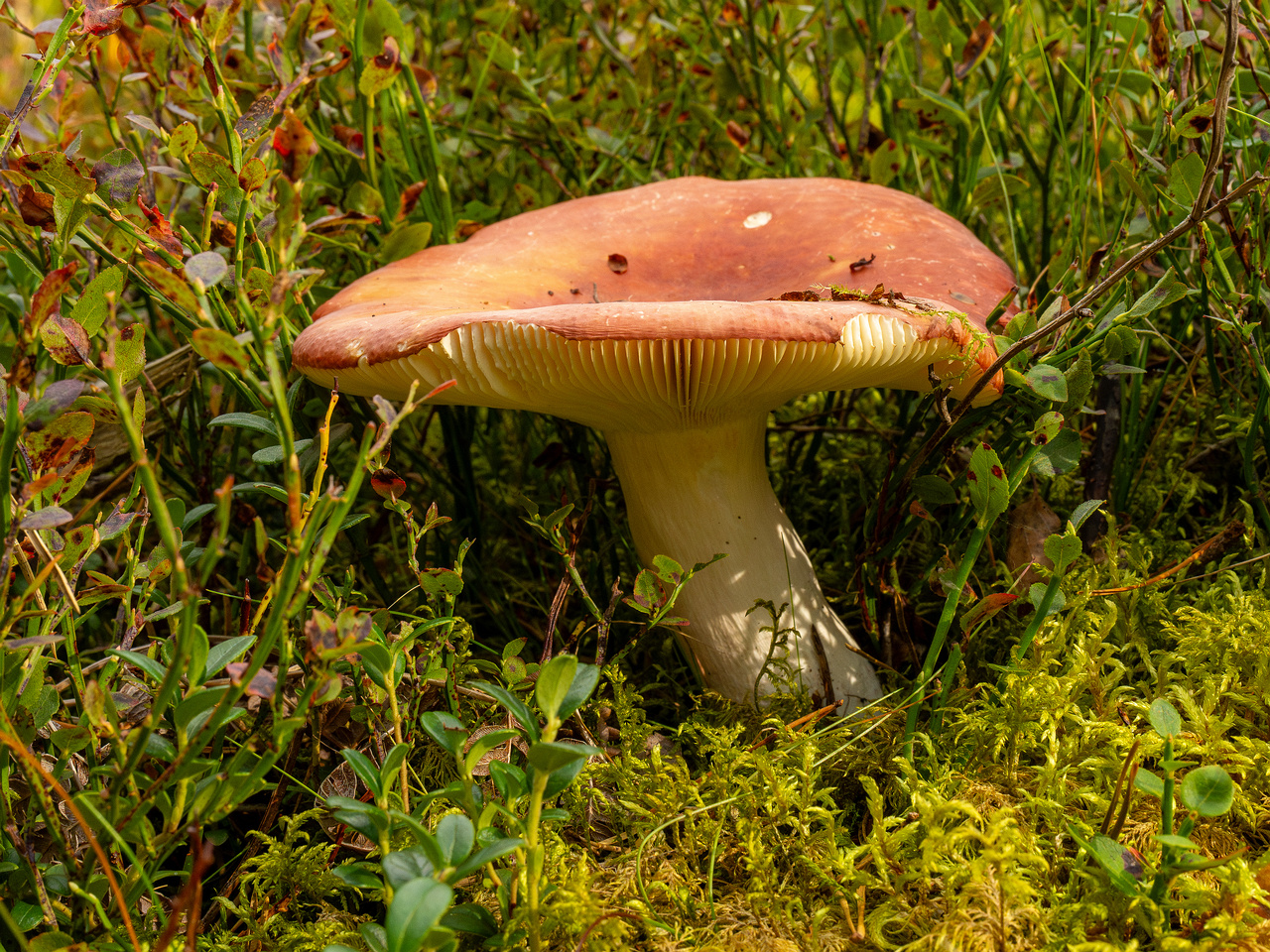 russula-paludosa_1-5