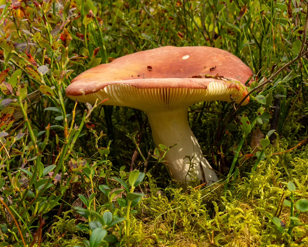 russula-paludosa_1-5