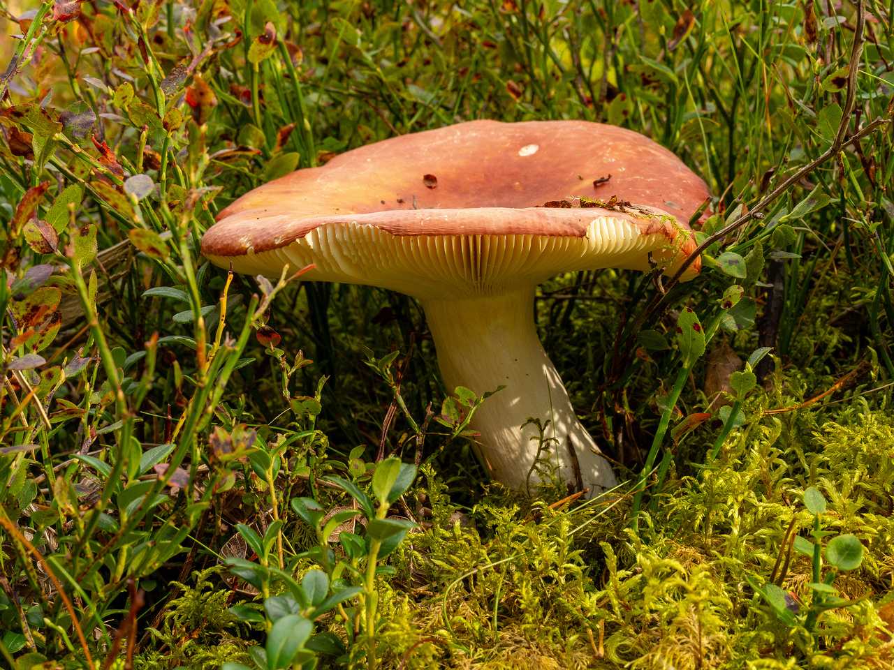 russula-paludosa_1-6