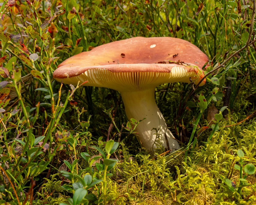 russula-paludosa_1-6