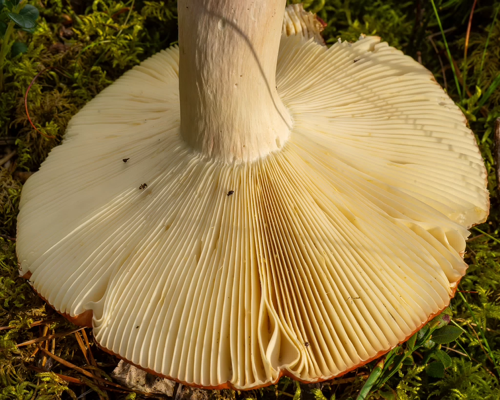 russula-paludosa_1-8