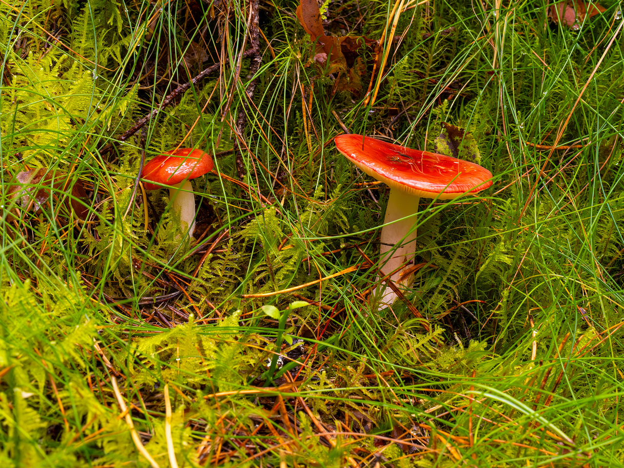 russula-paludosa_2-1