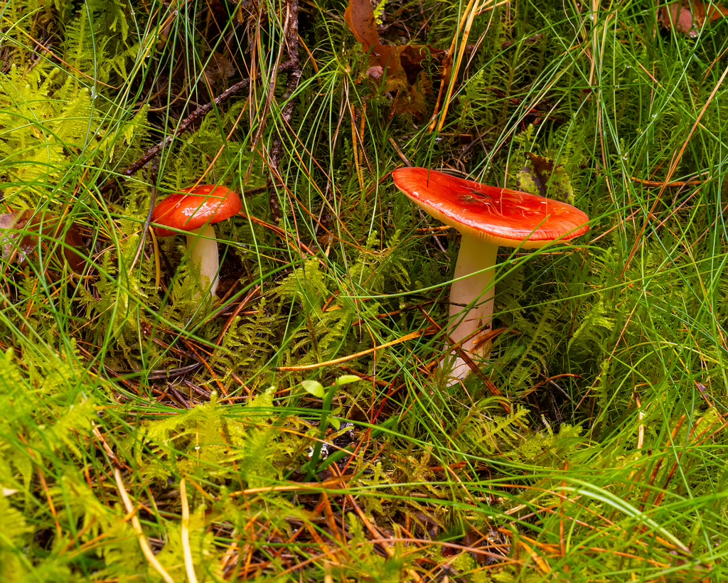 russula-paludosa_2-1