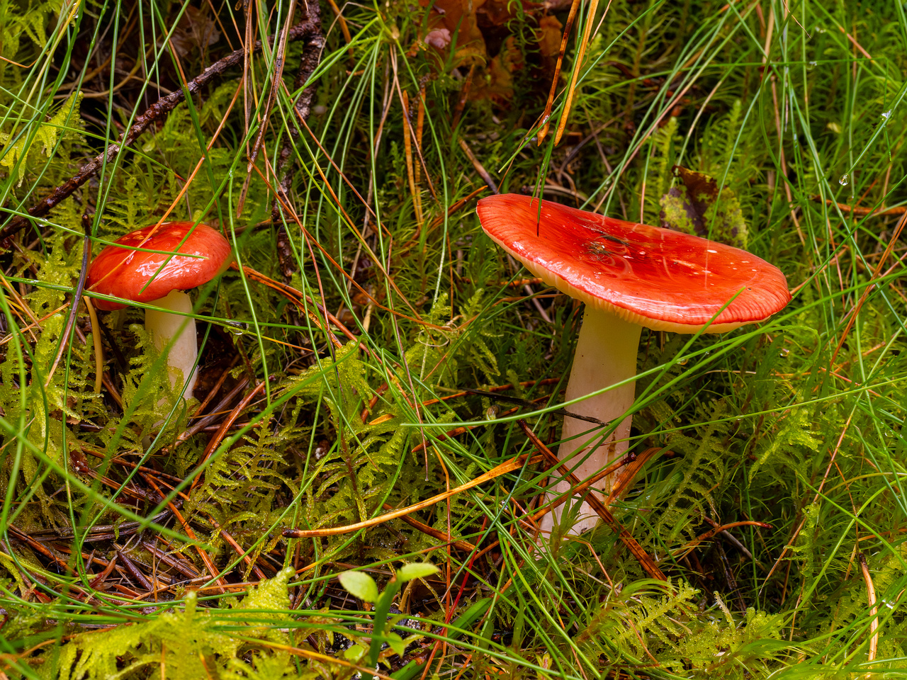 russula-paludosa_2-2