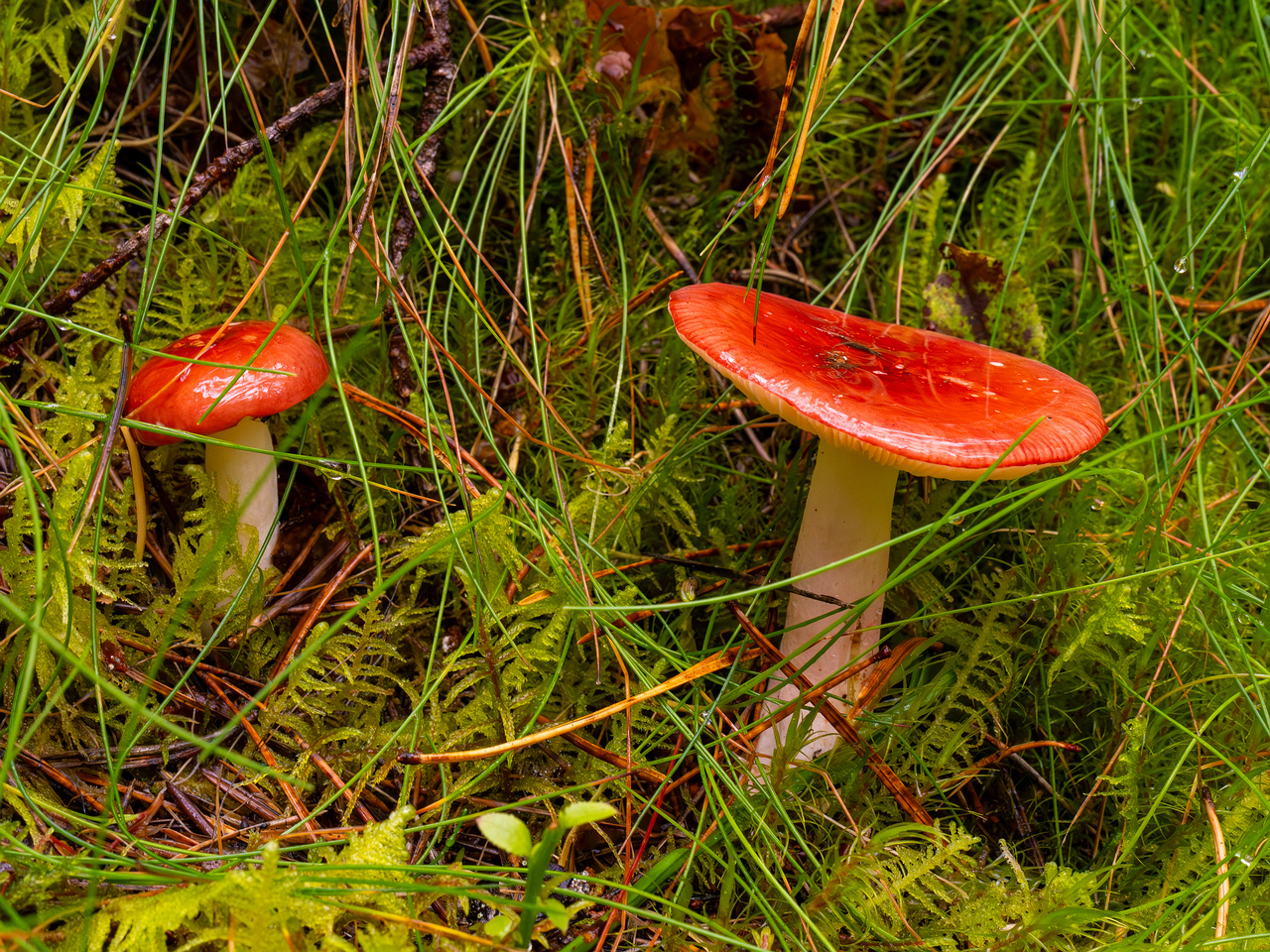 russula-paludosa_2-3