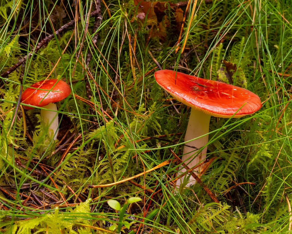 russula-paludosa_2-3