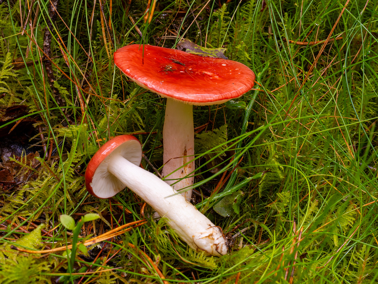 russula-paludosa_2-4