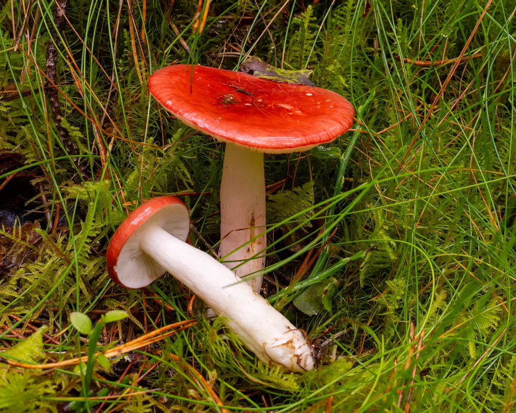 russula-paludosa_2-4