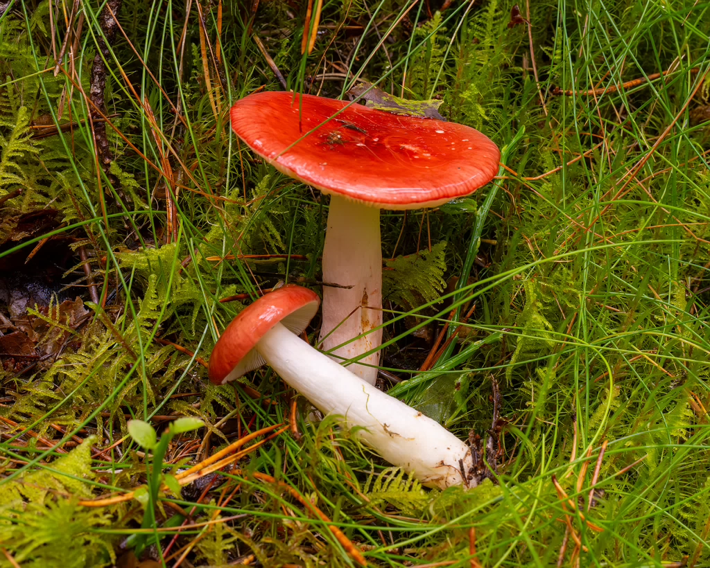 russula-paludosa_2-5