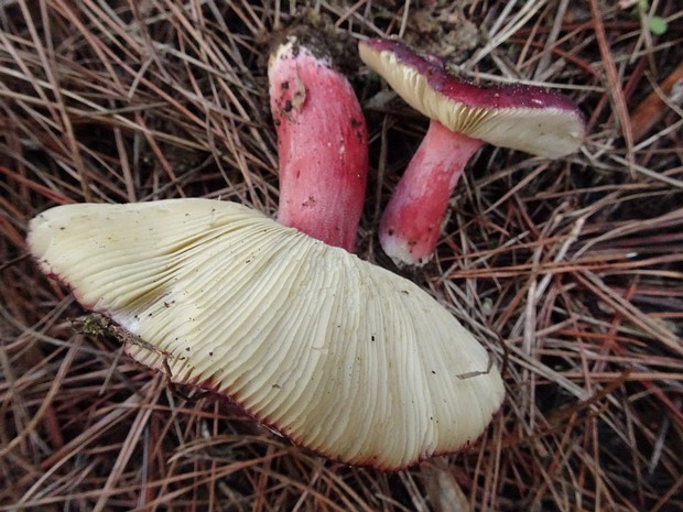 Сыроежка бугристая - Russula torulosa