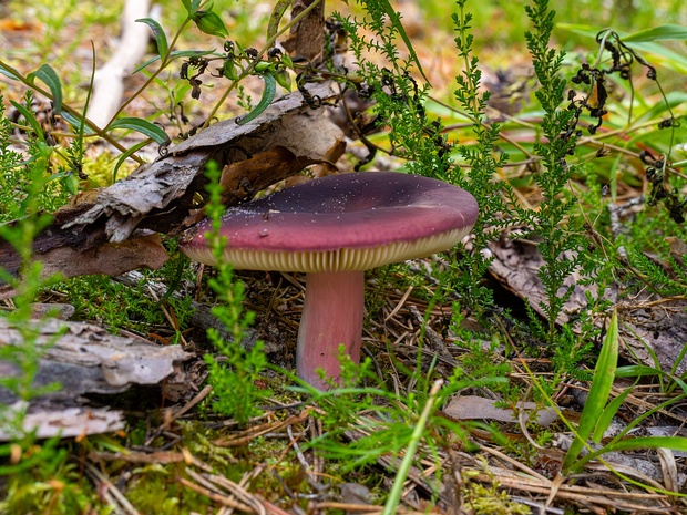 Сыроежка буреющая - Russula xerampelina