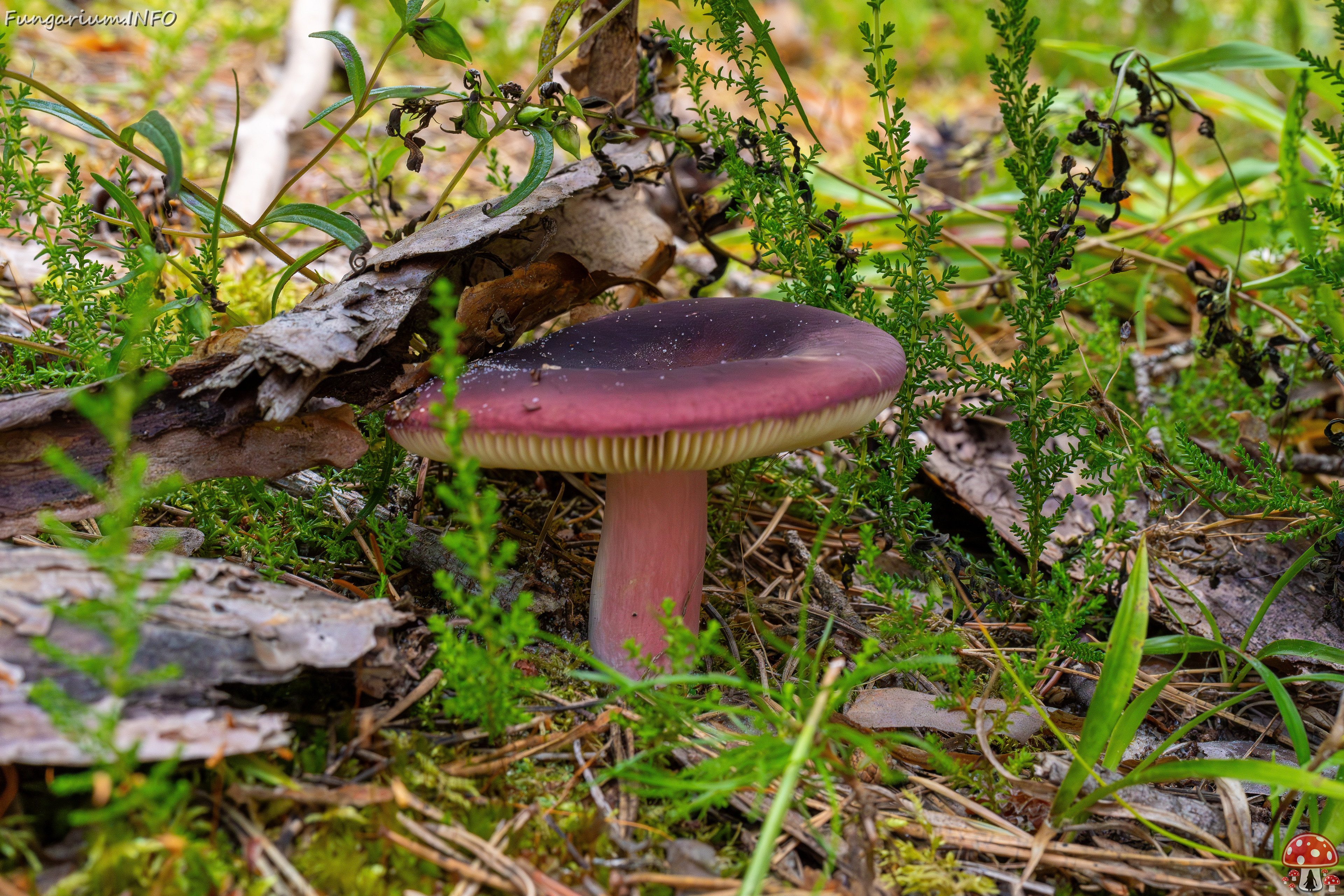 russula-xerampelina_1-1 