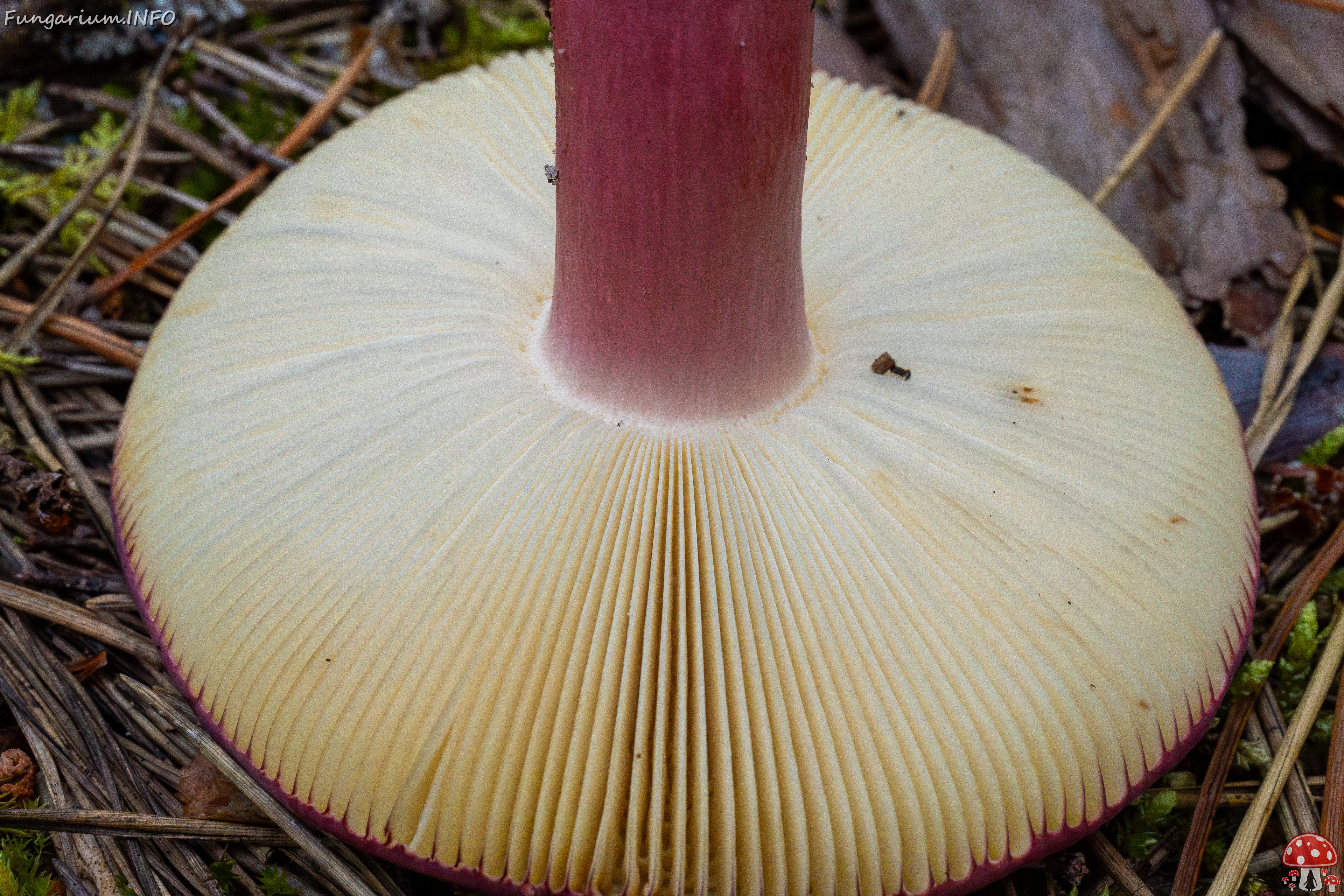 russula-xerampelina_1-10 