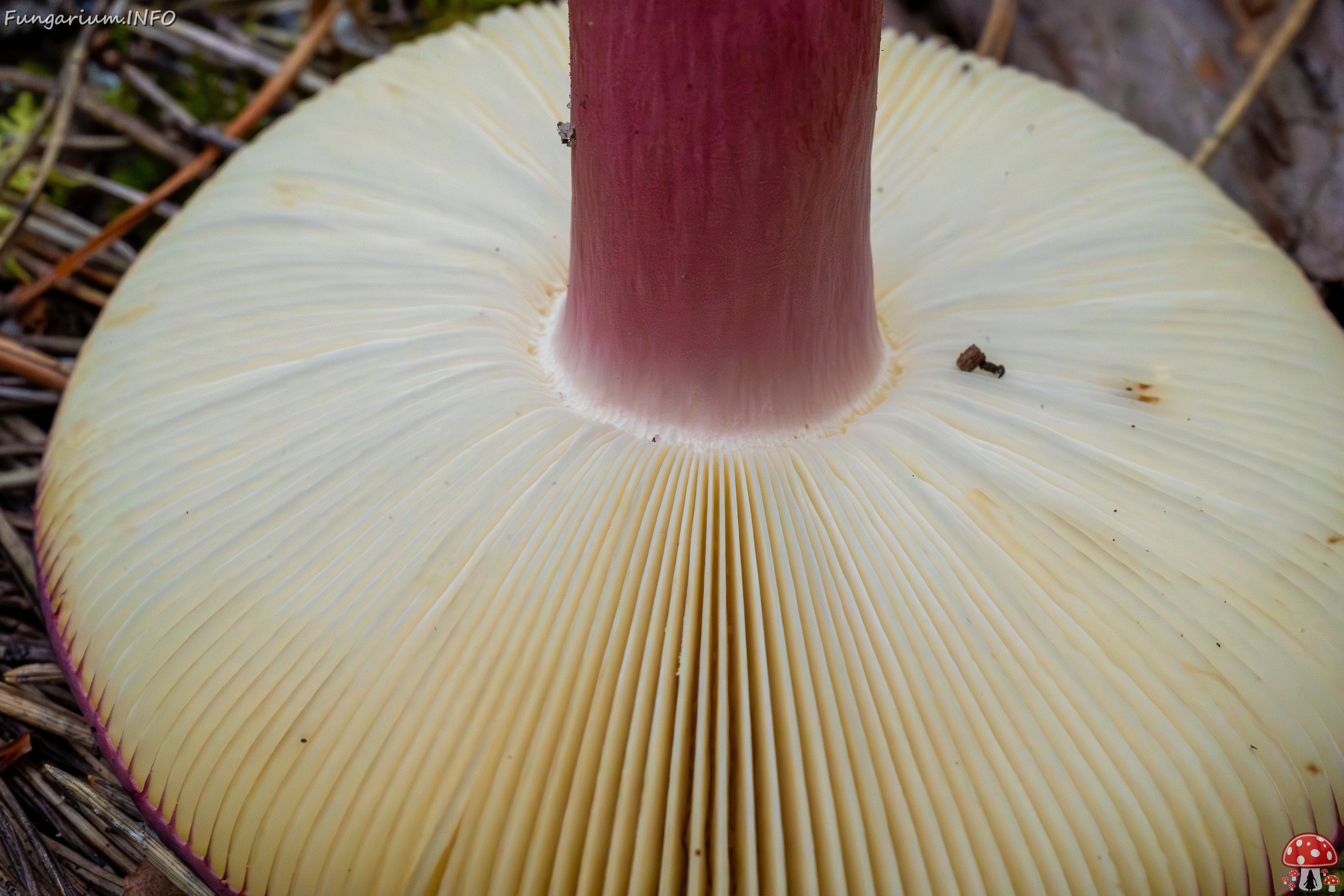 russula-xerampelina_1-11 