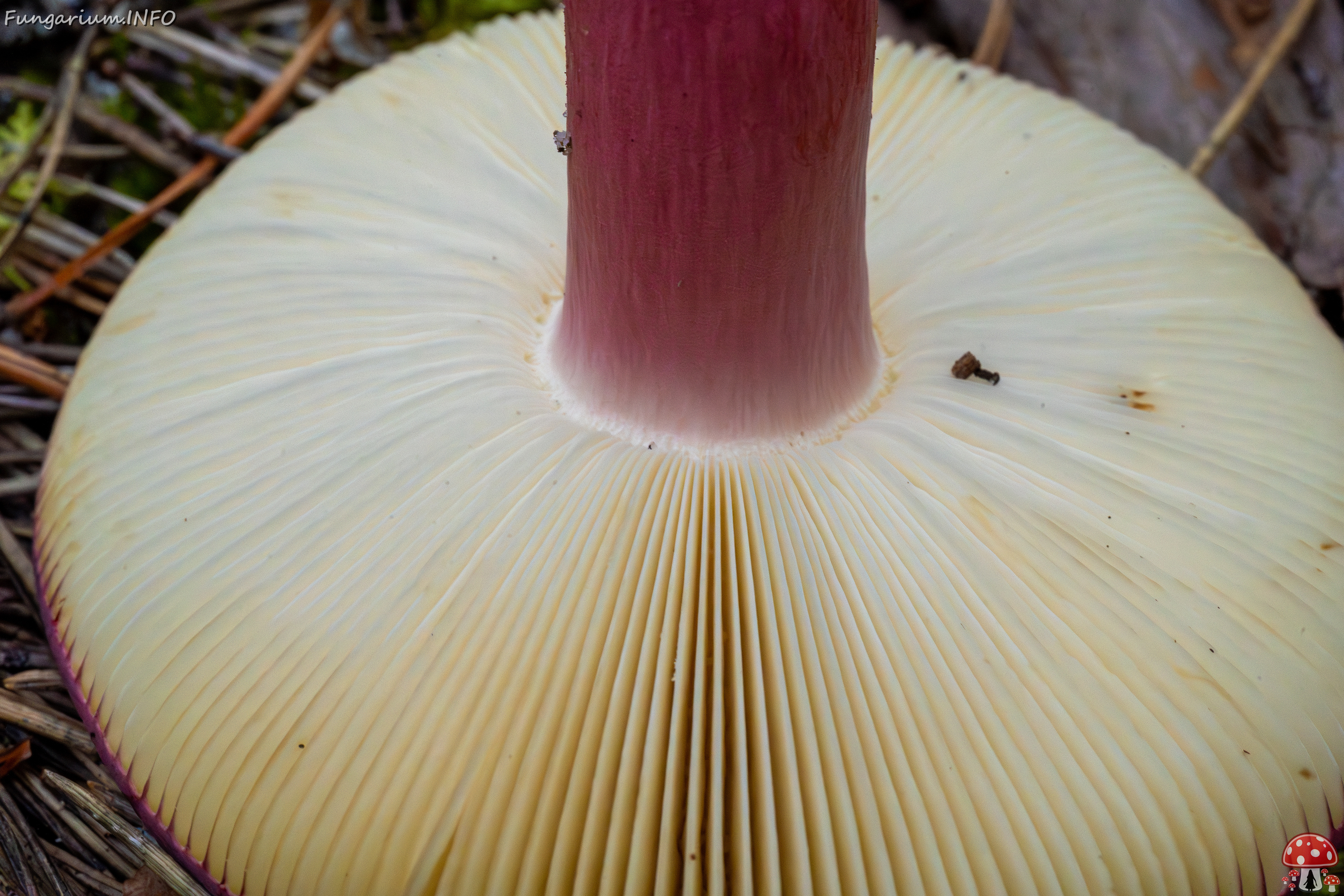 russula-xerampelina_1-12 