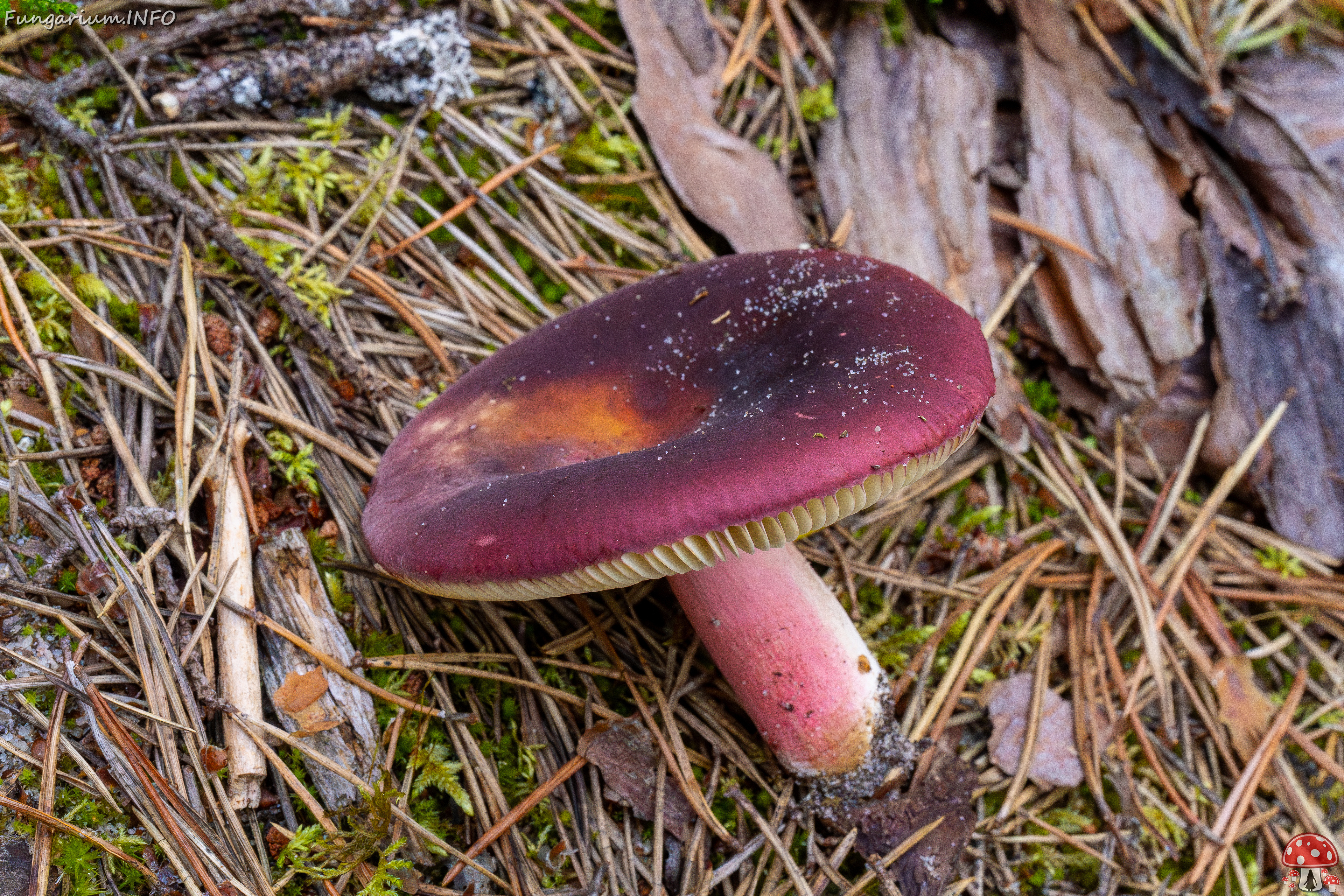 russula-xerampelina_1-13 