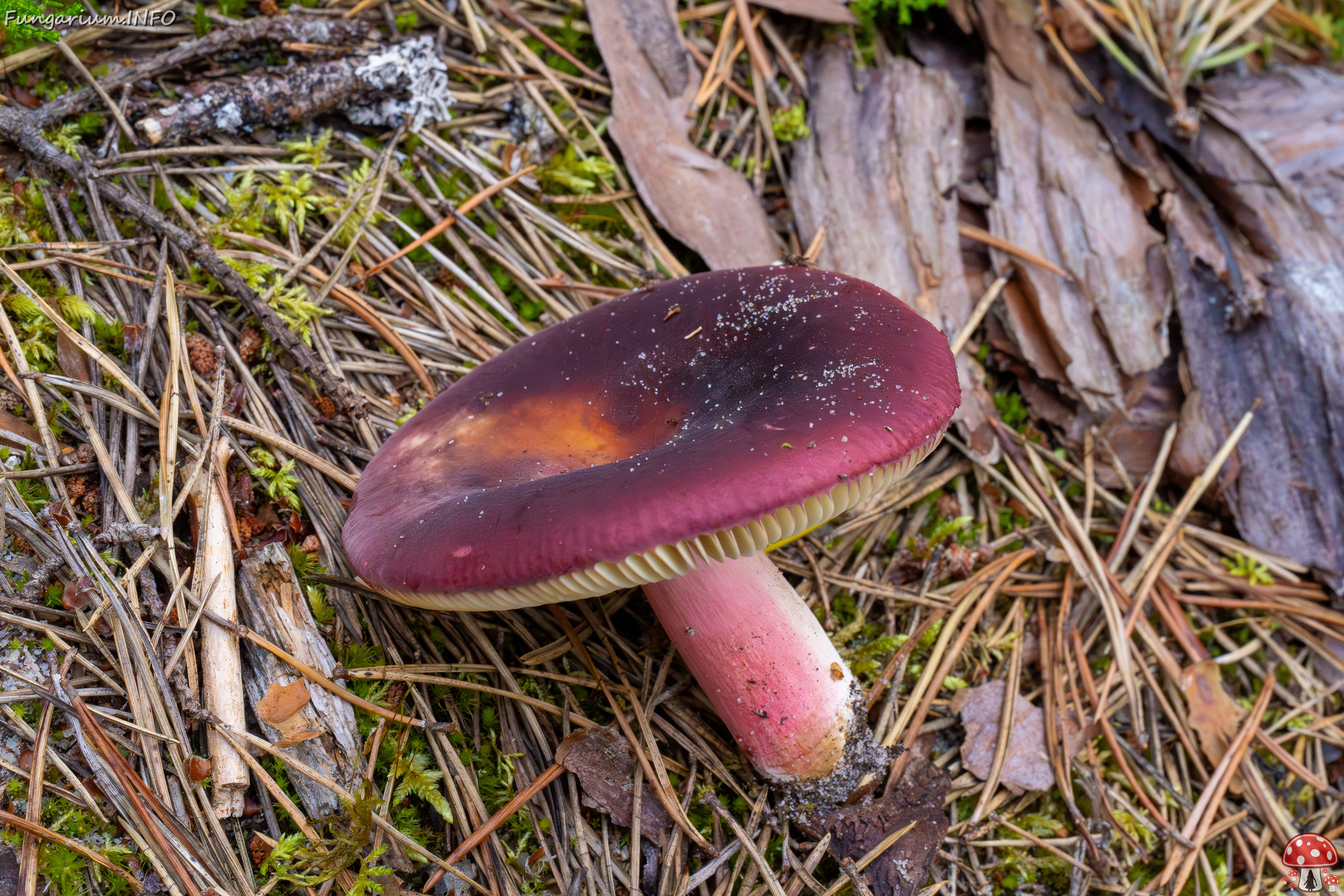 russula-xerampelina_1-14 