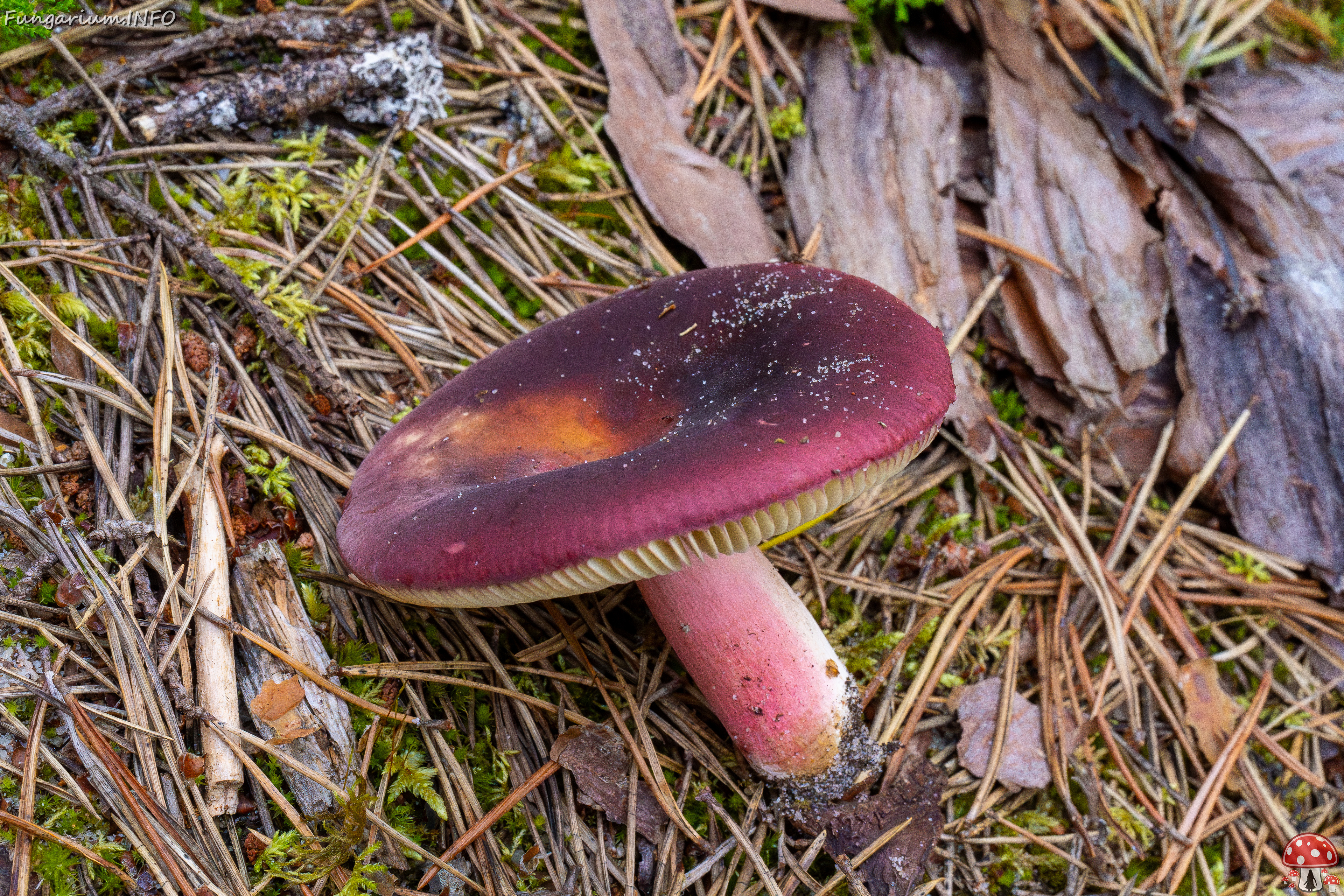 russula-xerampelina_1-15 