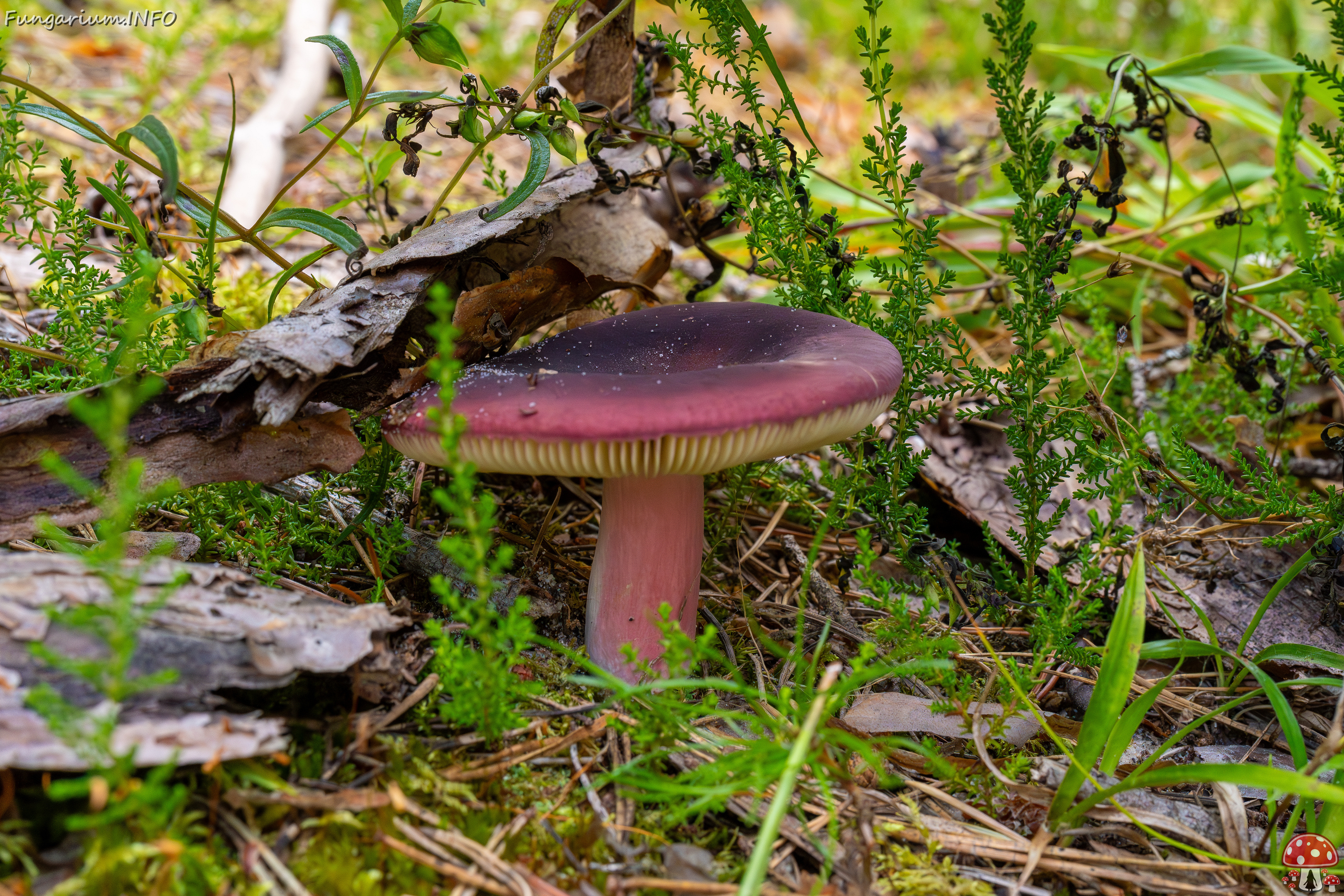 russula-xerampelina_1-2 