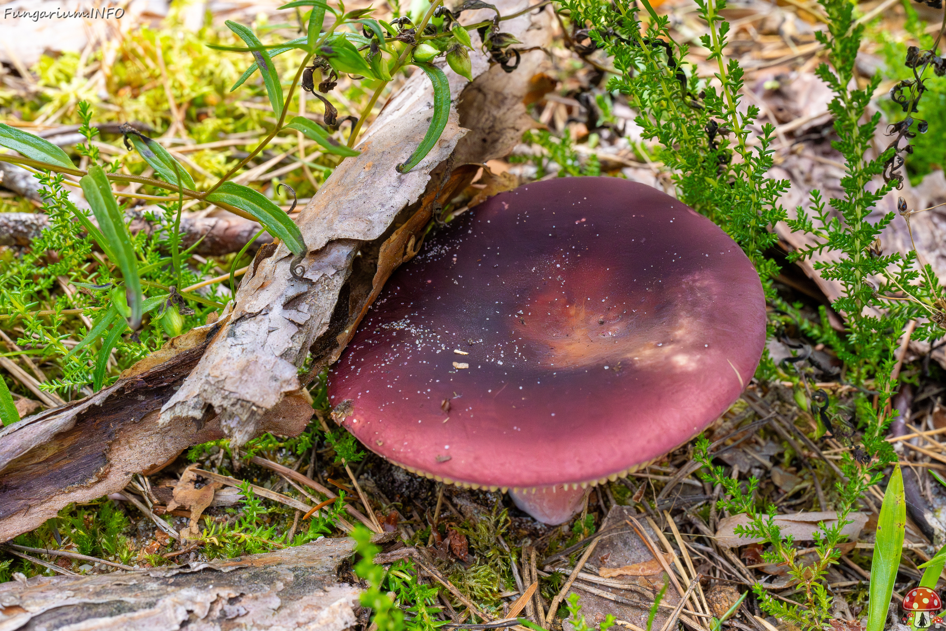 russula-xerampelina_1-4 