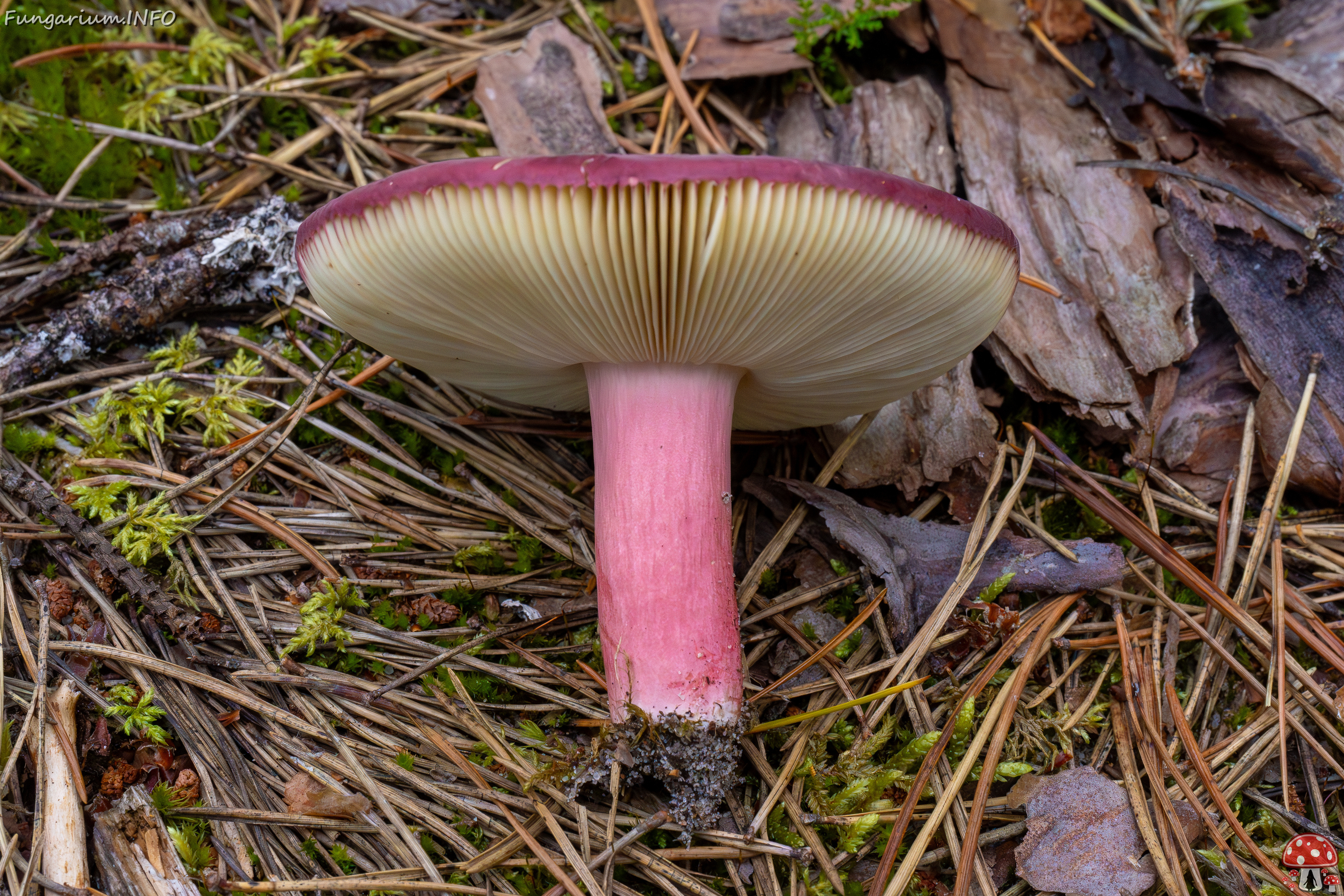 russula-xerampelina_1-5 