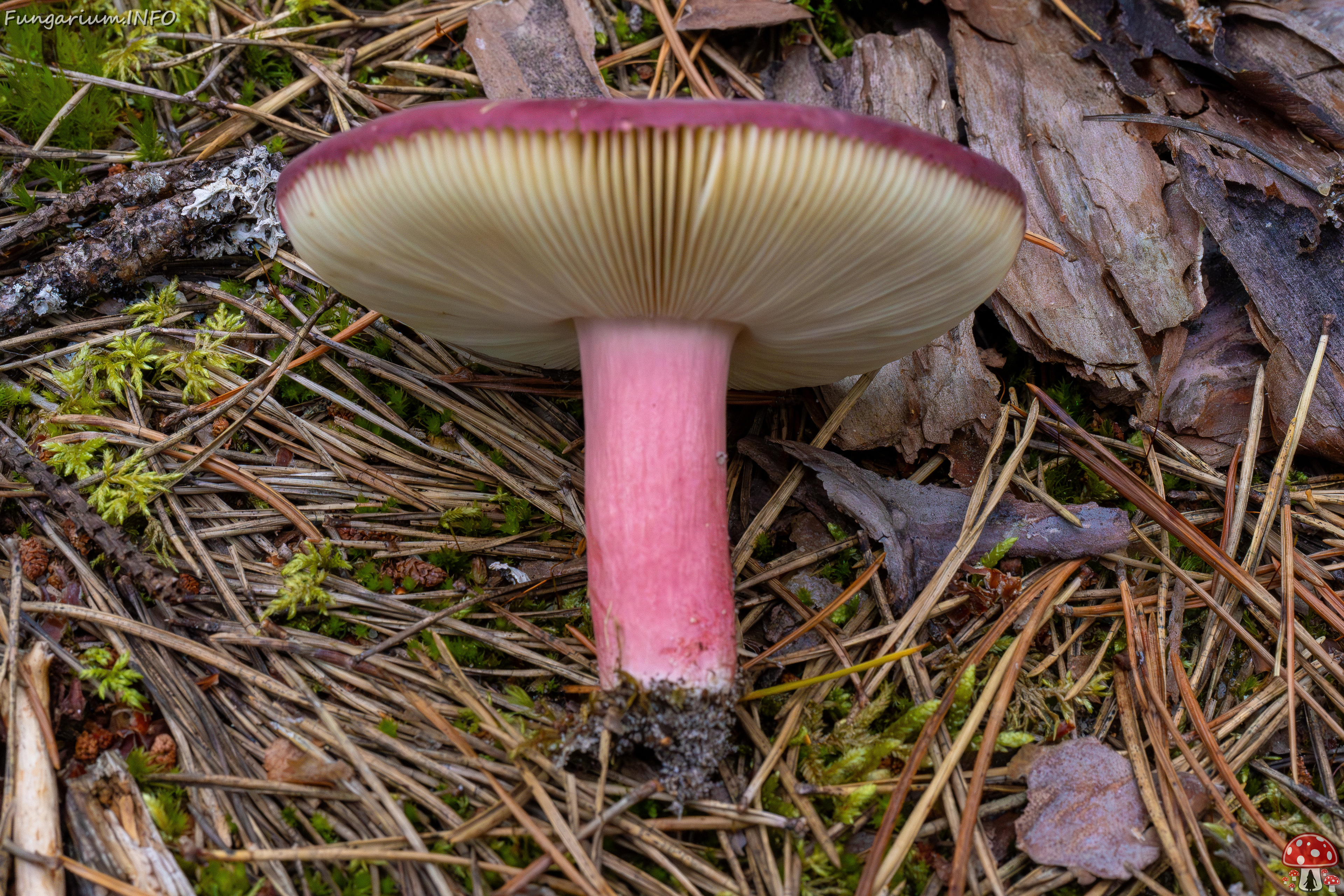 russula-xerampelina_1-7 