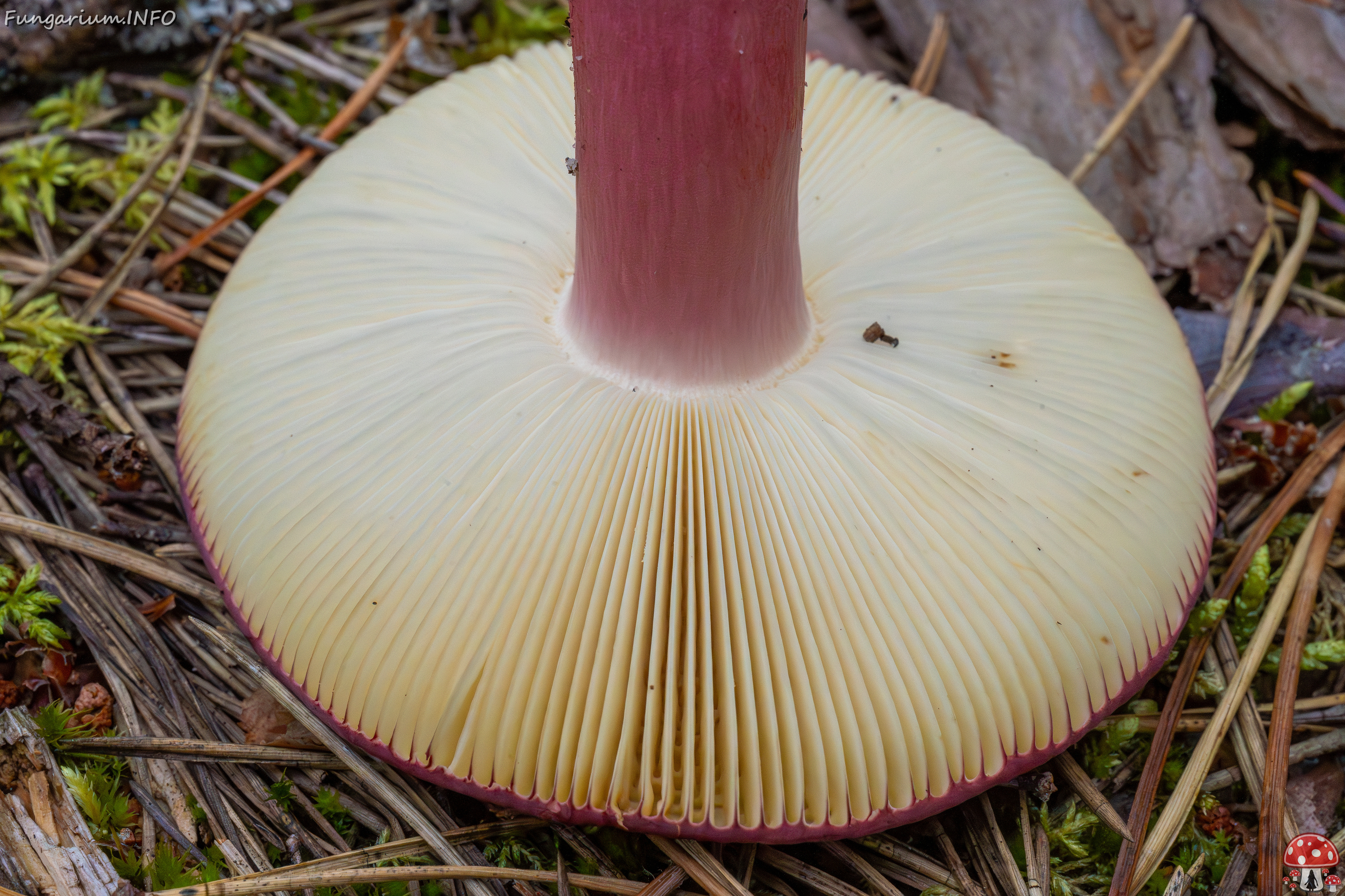 russula-xerampelina_1-8 