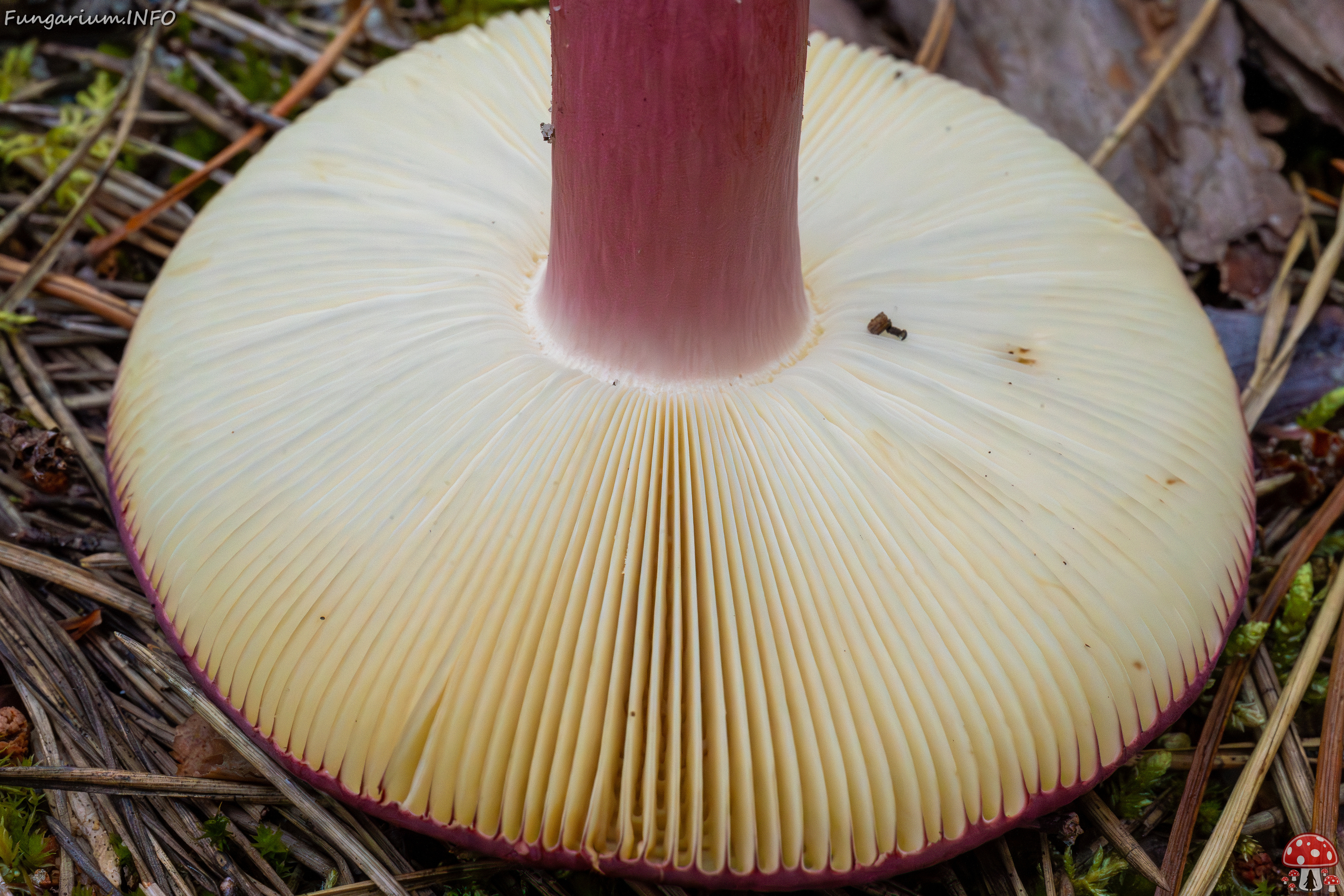 russula-xerampelina_1-9 